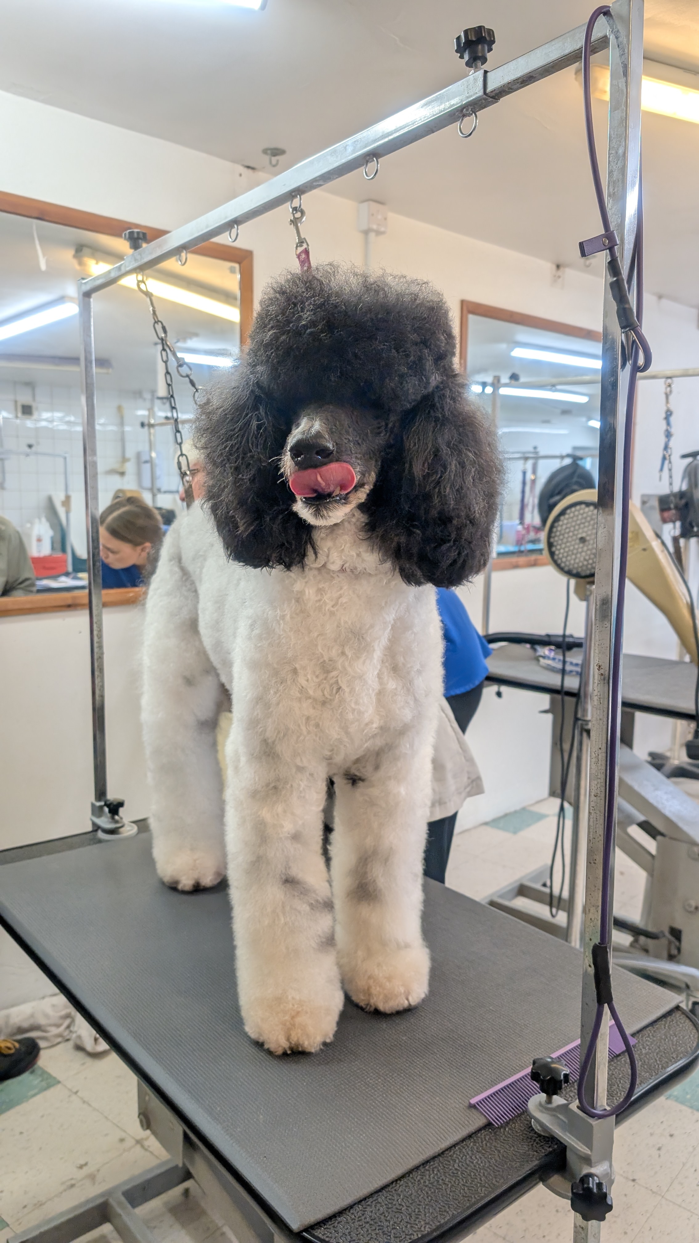 Groomzy Paws Dog Grooming | Taunton's image