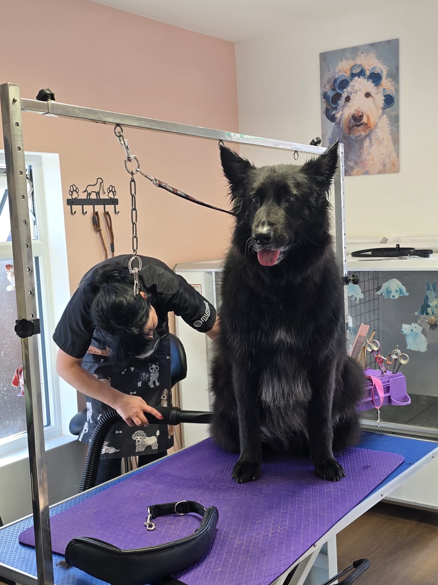 Groomzy Paws Dog Grooming | Taunton's image