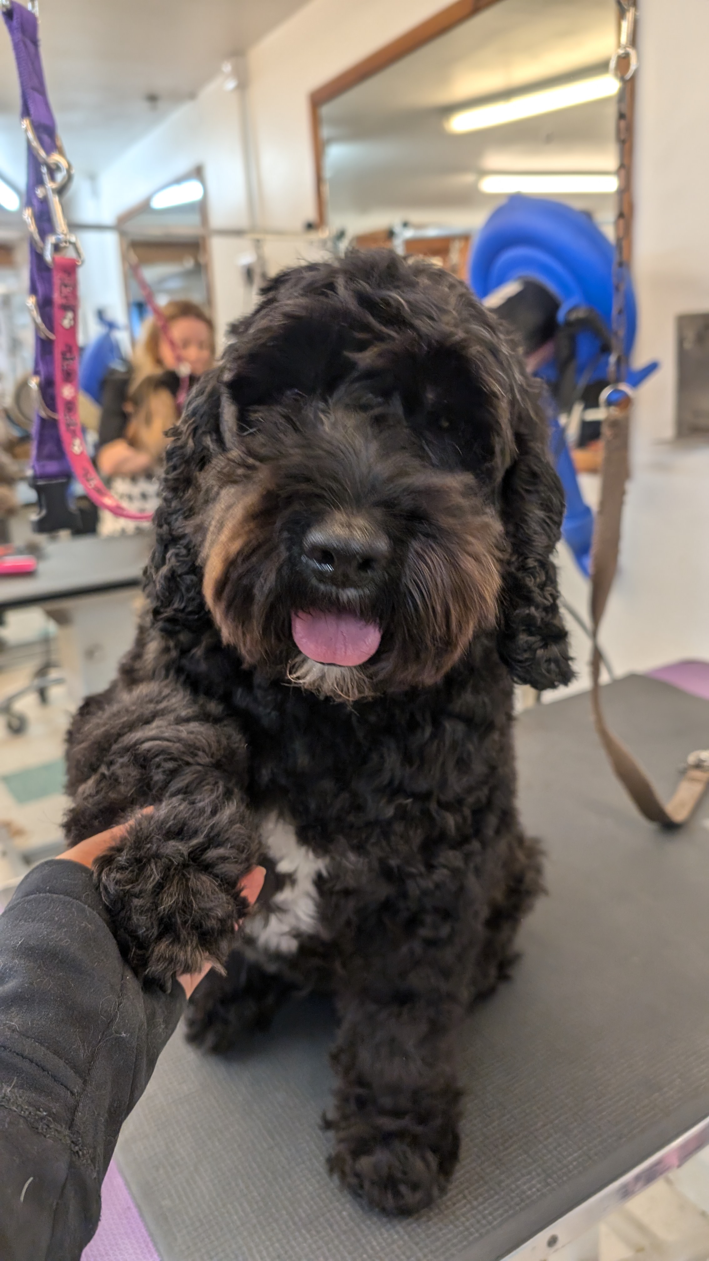 Groomzy Paws Dog Grooming | Taunton's image