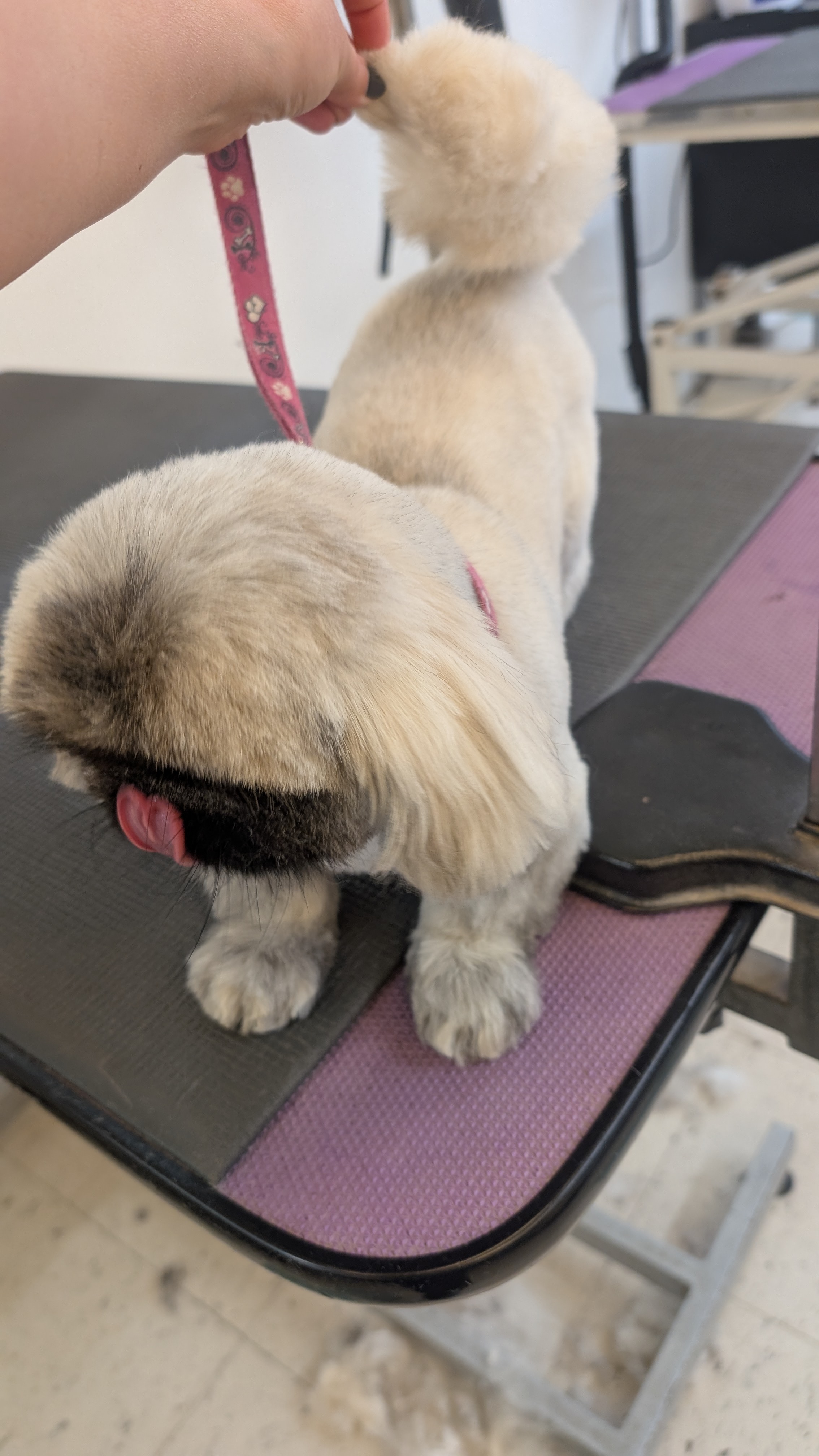 Groomzy Paws Dog Grooming | Taunton's image