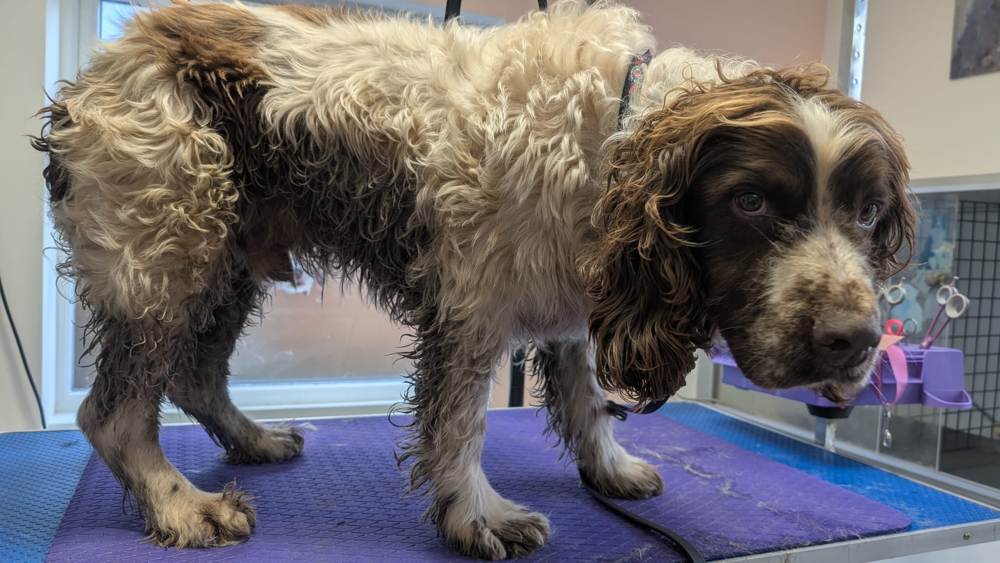 Groomzy Paws Dog Grooming | Taunton's image