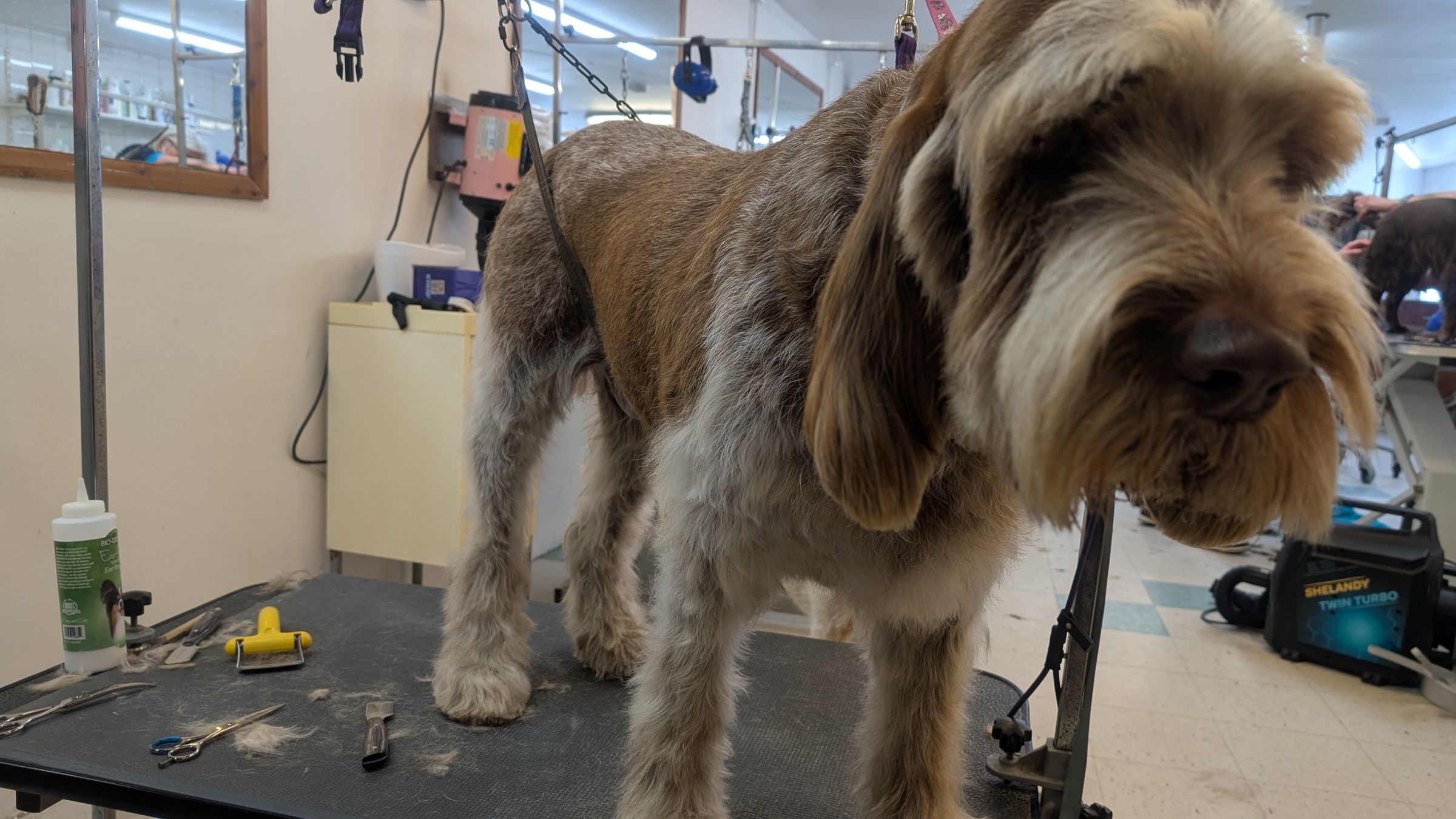 Groomzy Paws Dog Grooming | Taunton's image