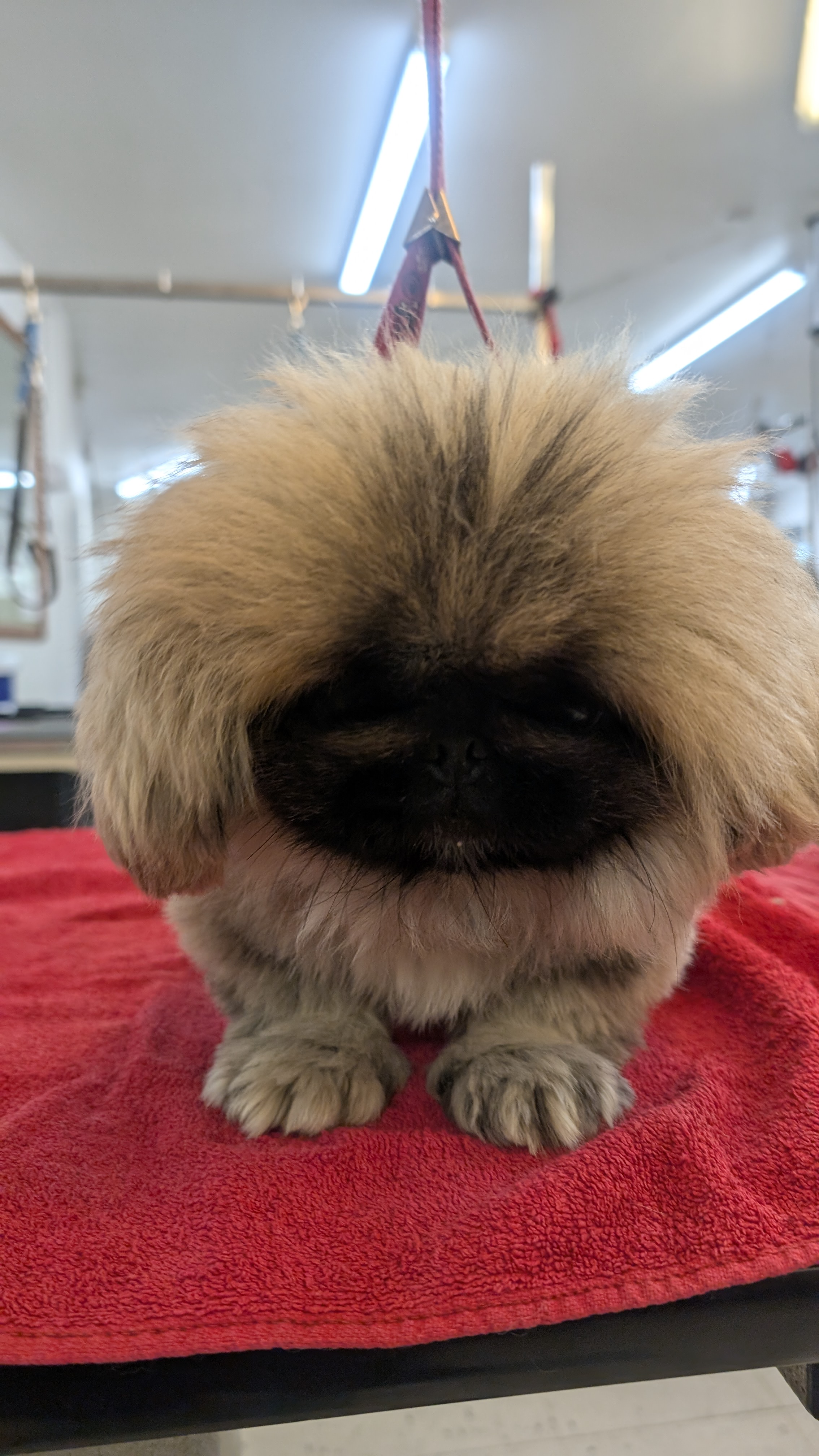 Groomzy Paws Dog Grooming | Taunton's image