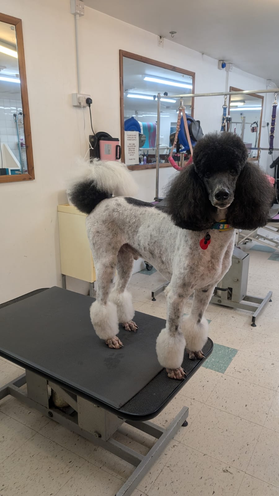 Groomzy Paws Dog Grooming | Taunton's image