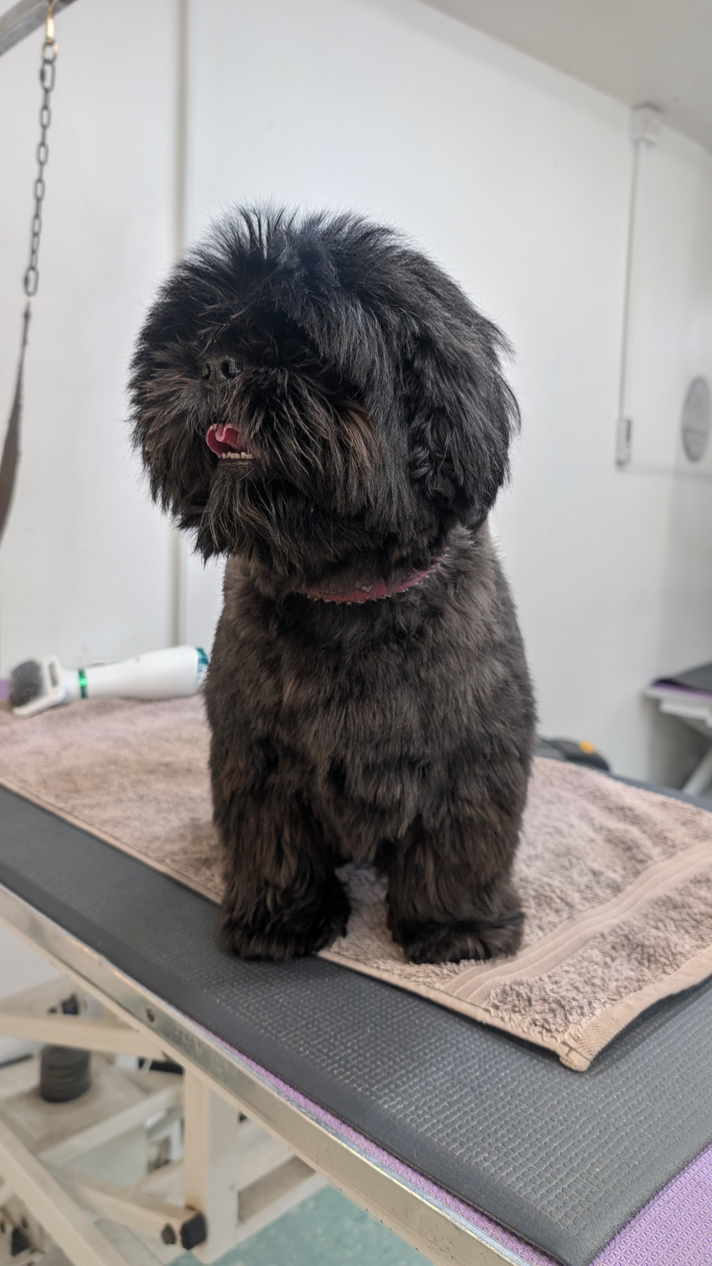 Groomzy Paws Dog Grooming | Taunton's image