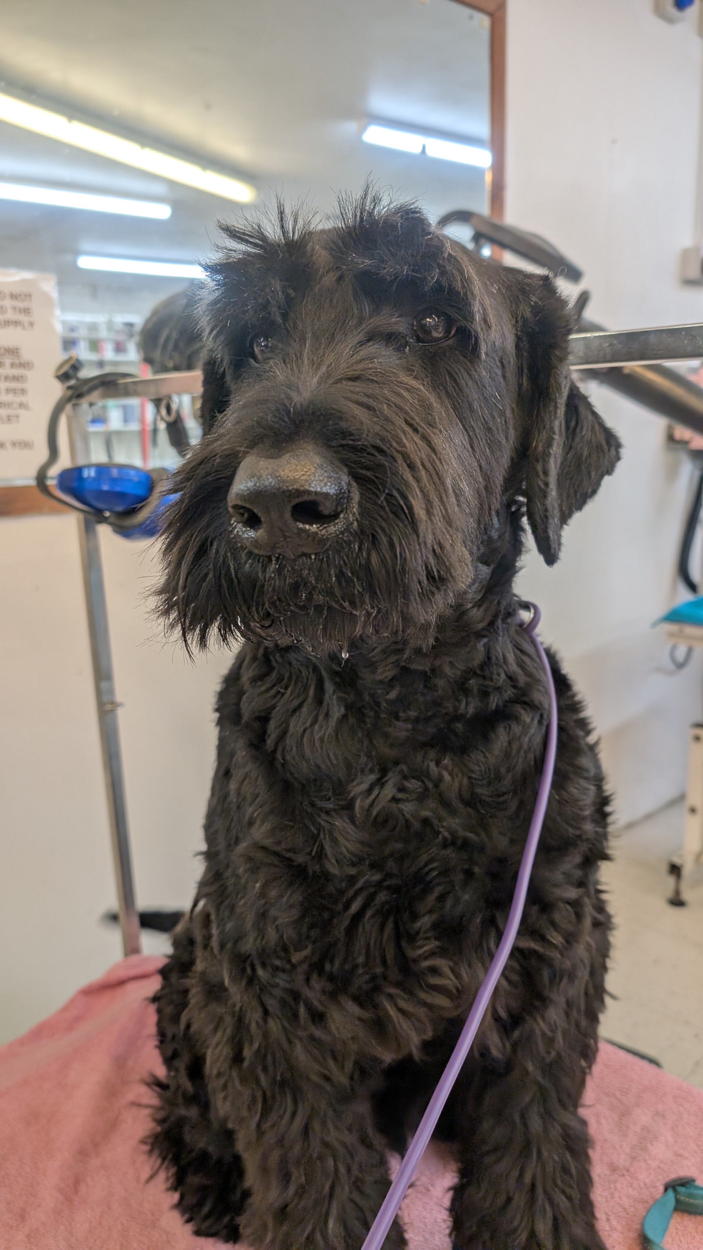 Groomzy Paws Dog Grooming | Taunton's image