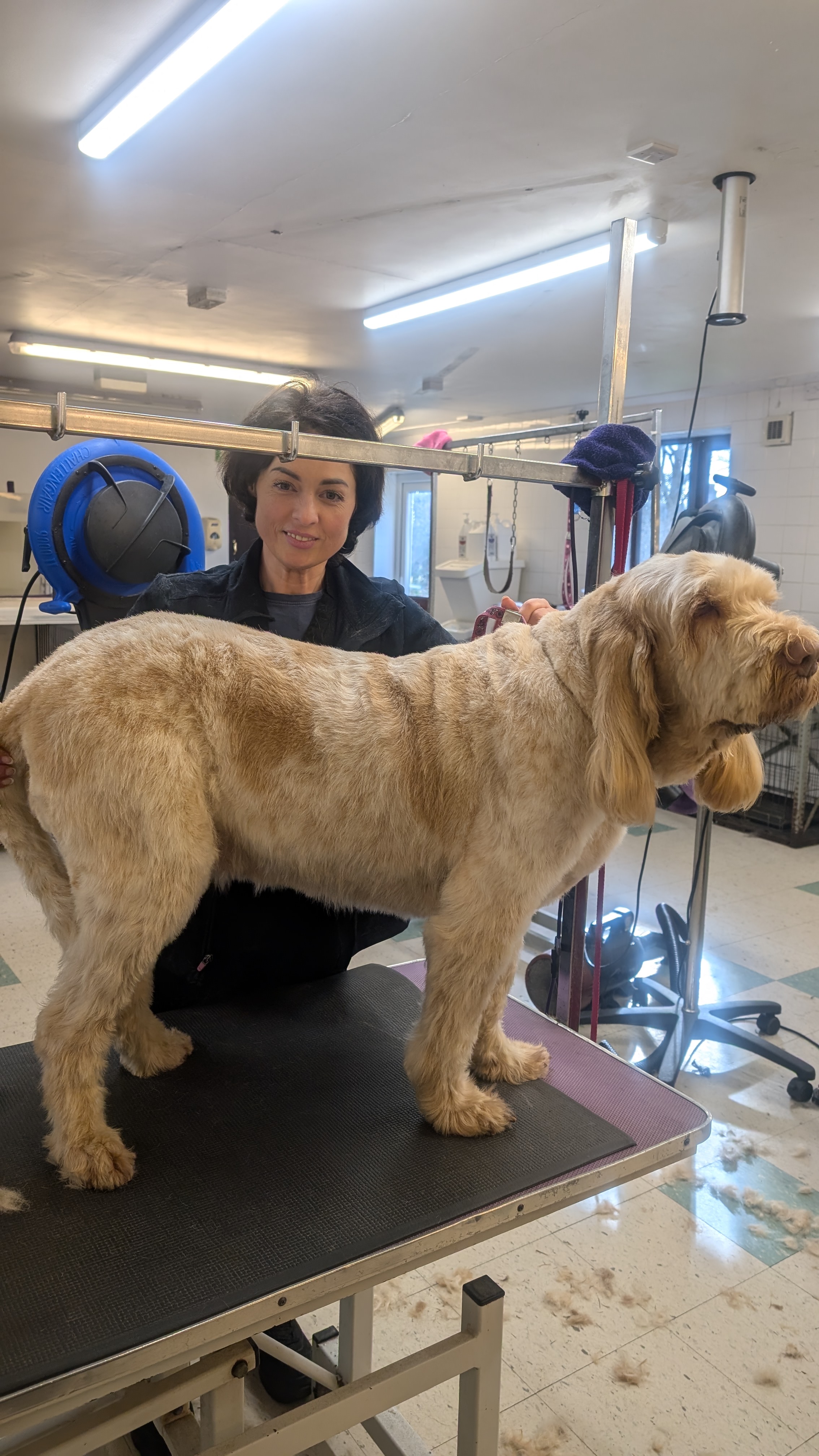 Groomzy Paws Dog Grooming | Taunton's image