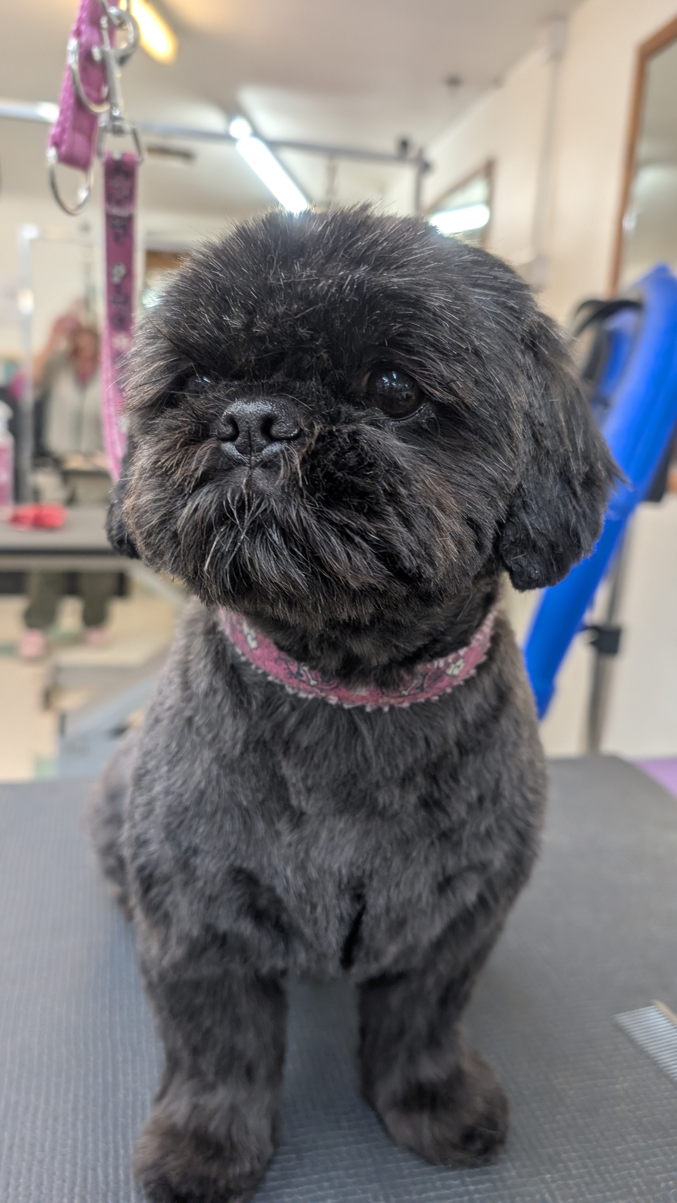 Groomzy Paws Dog Grooming | Taunton's image