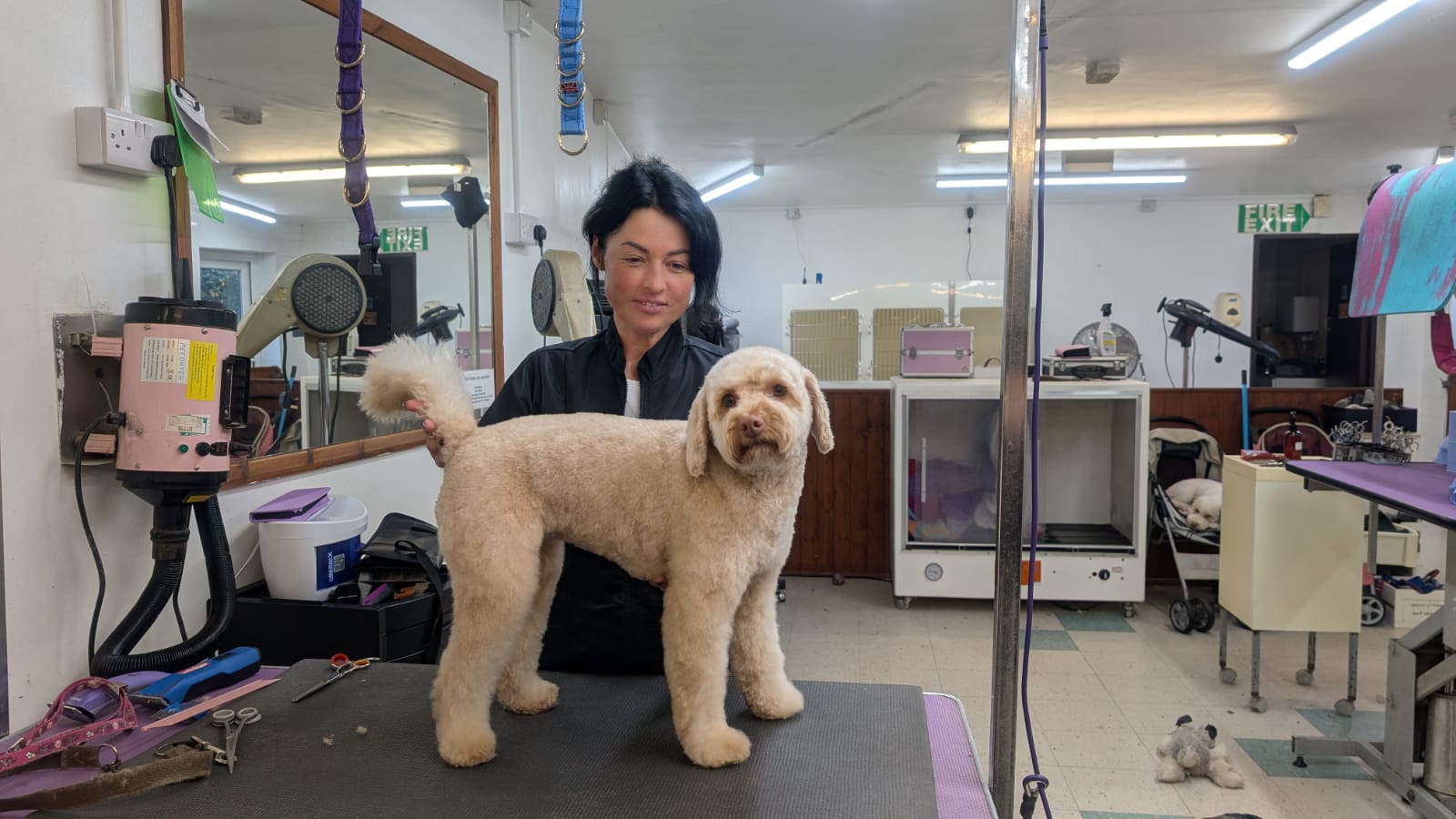 Groomzy Paws Dog Grooming | Taunton's image