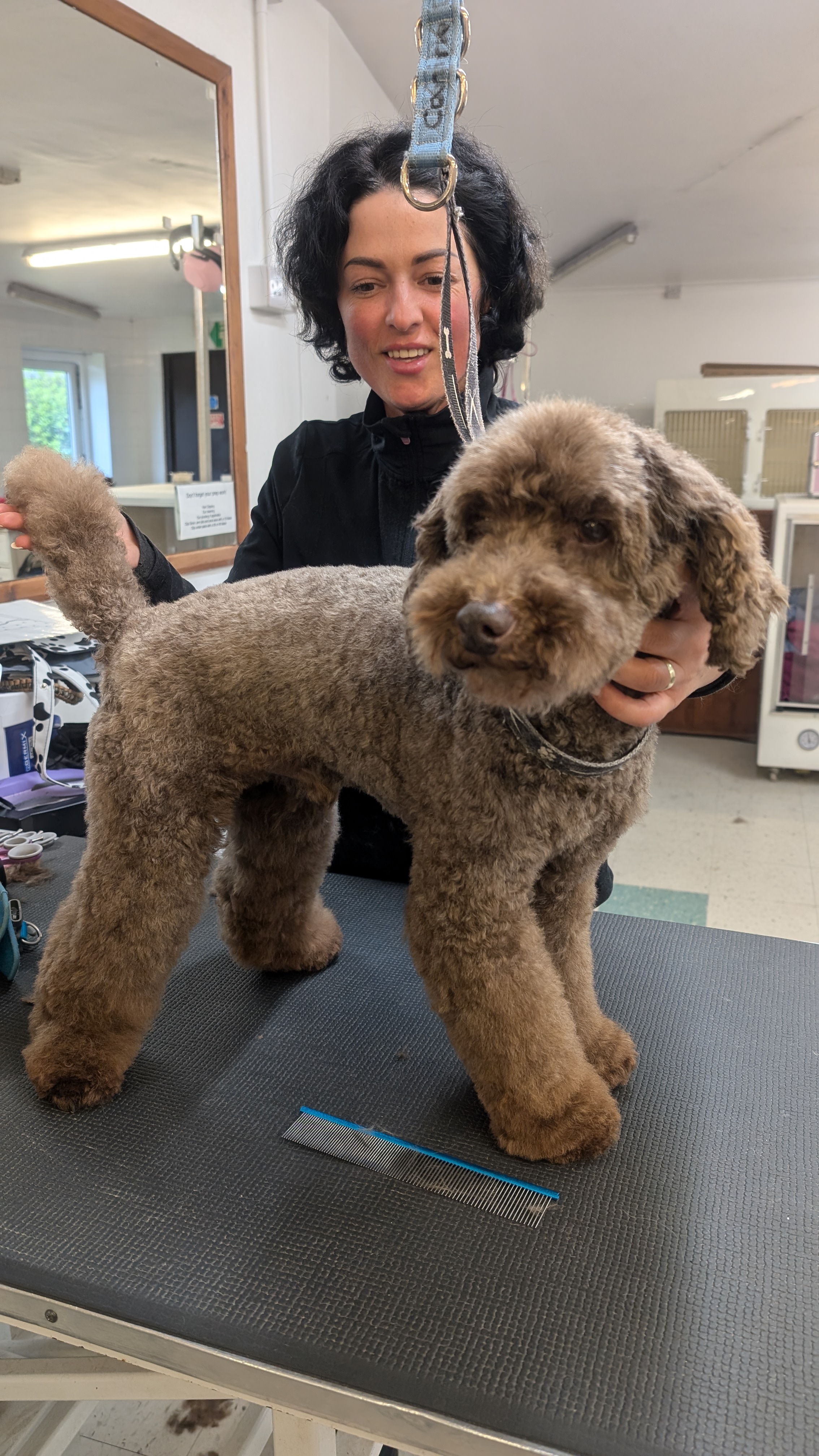 Groomzy Paws Dog Grooming | Taunton's image