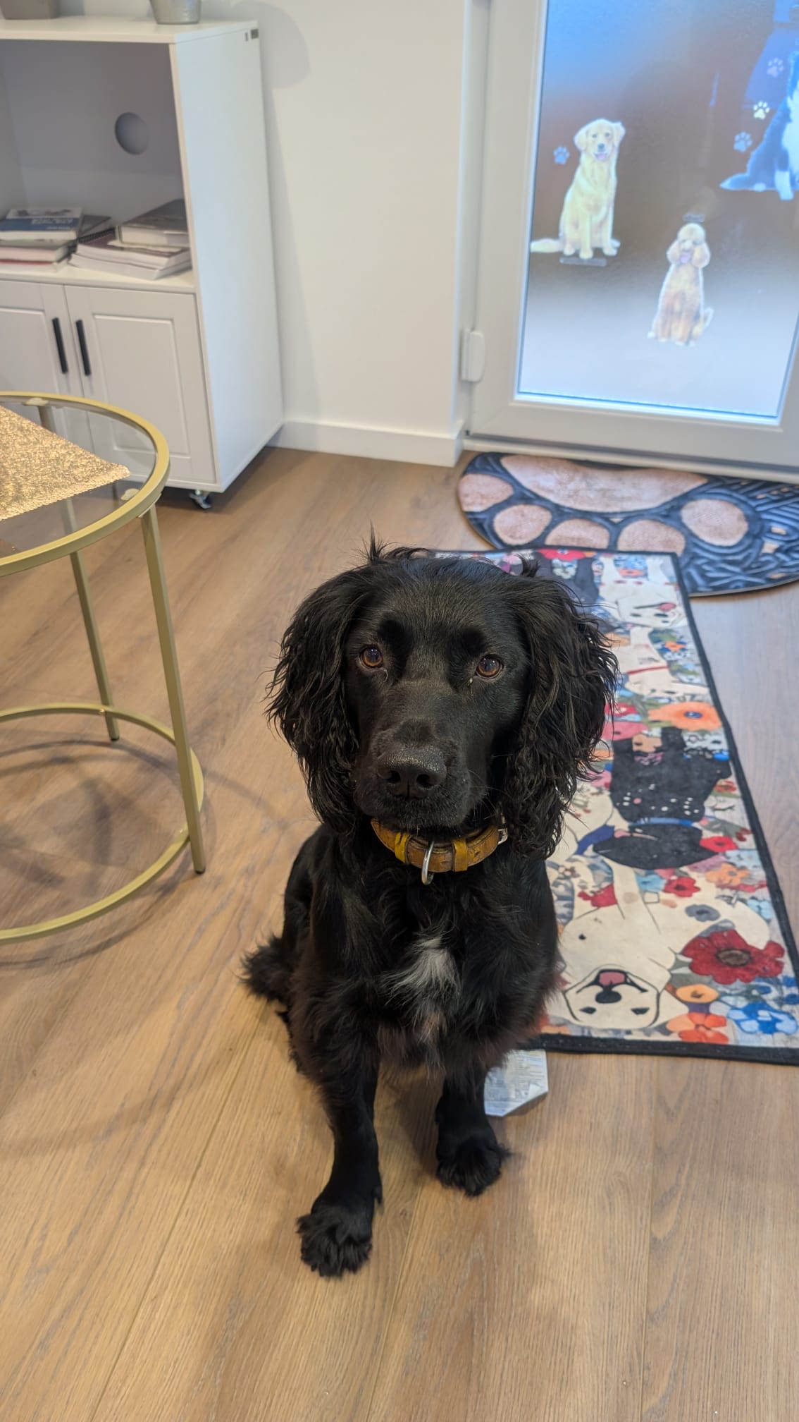 Groomzy Paws Dog Grooming | Taunton's image