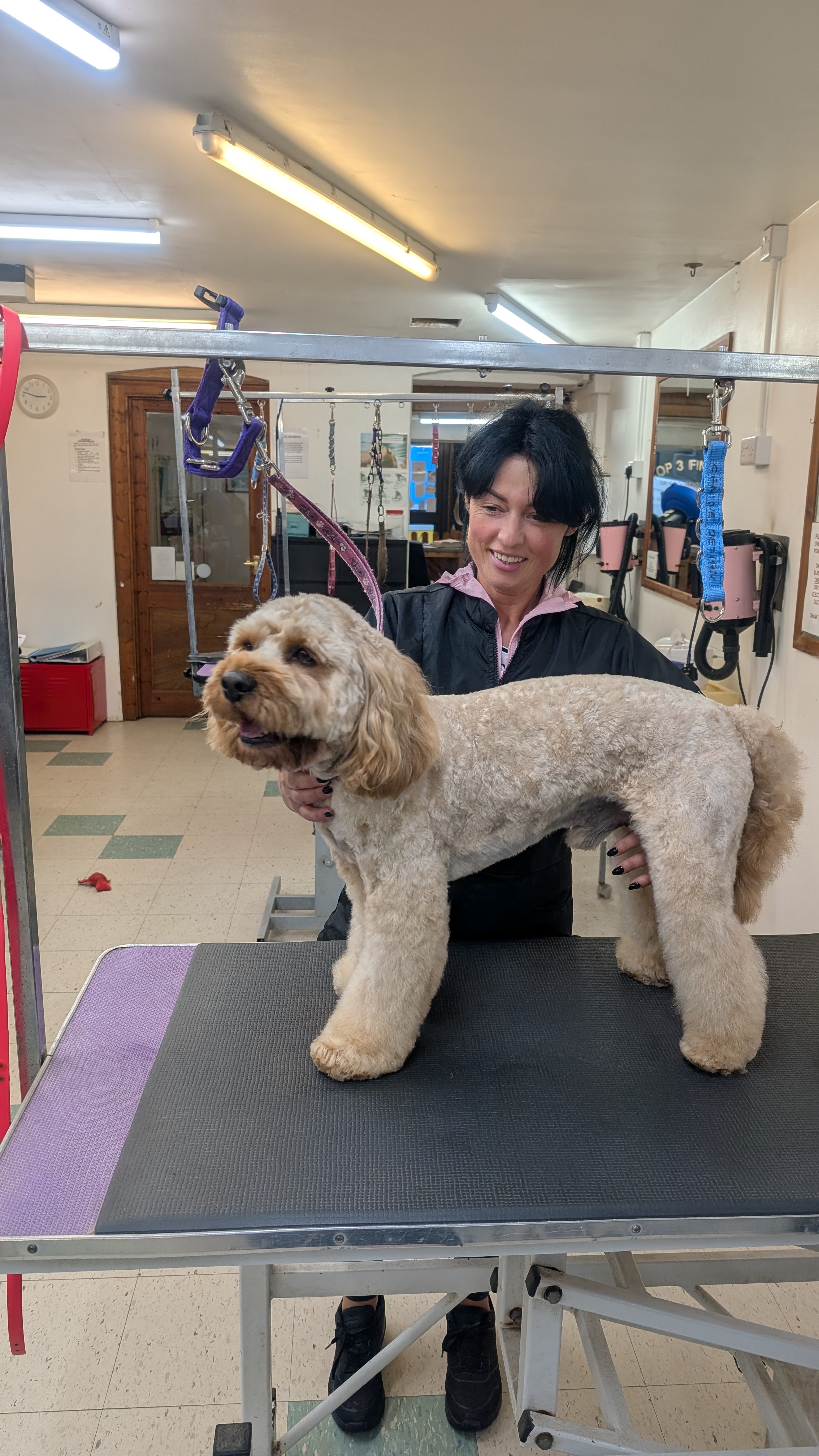 Groomzy Paws Dog Grooming | Taunton's image