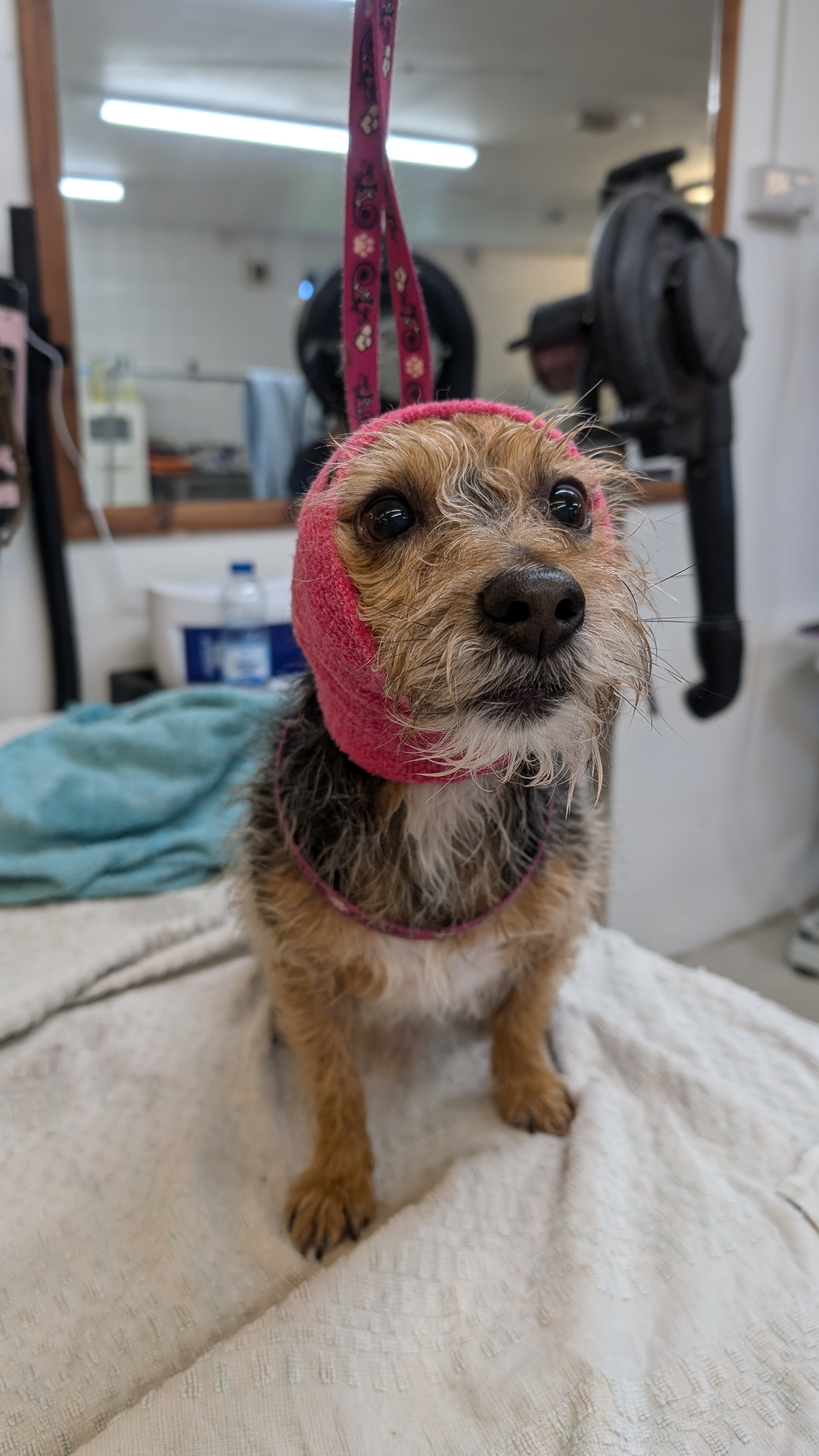 Groomzy Paws Dog Grooming | Taunton's image