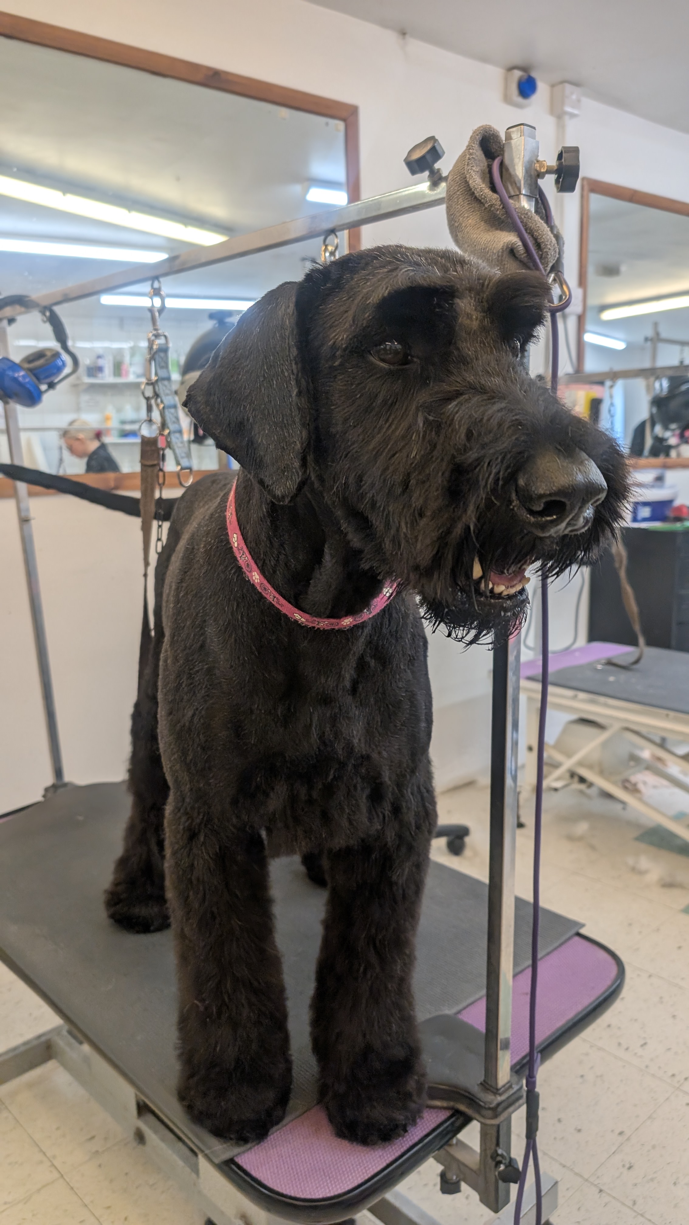 Groomzy Paws Dog Grooming | Taunton's image