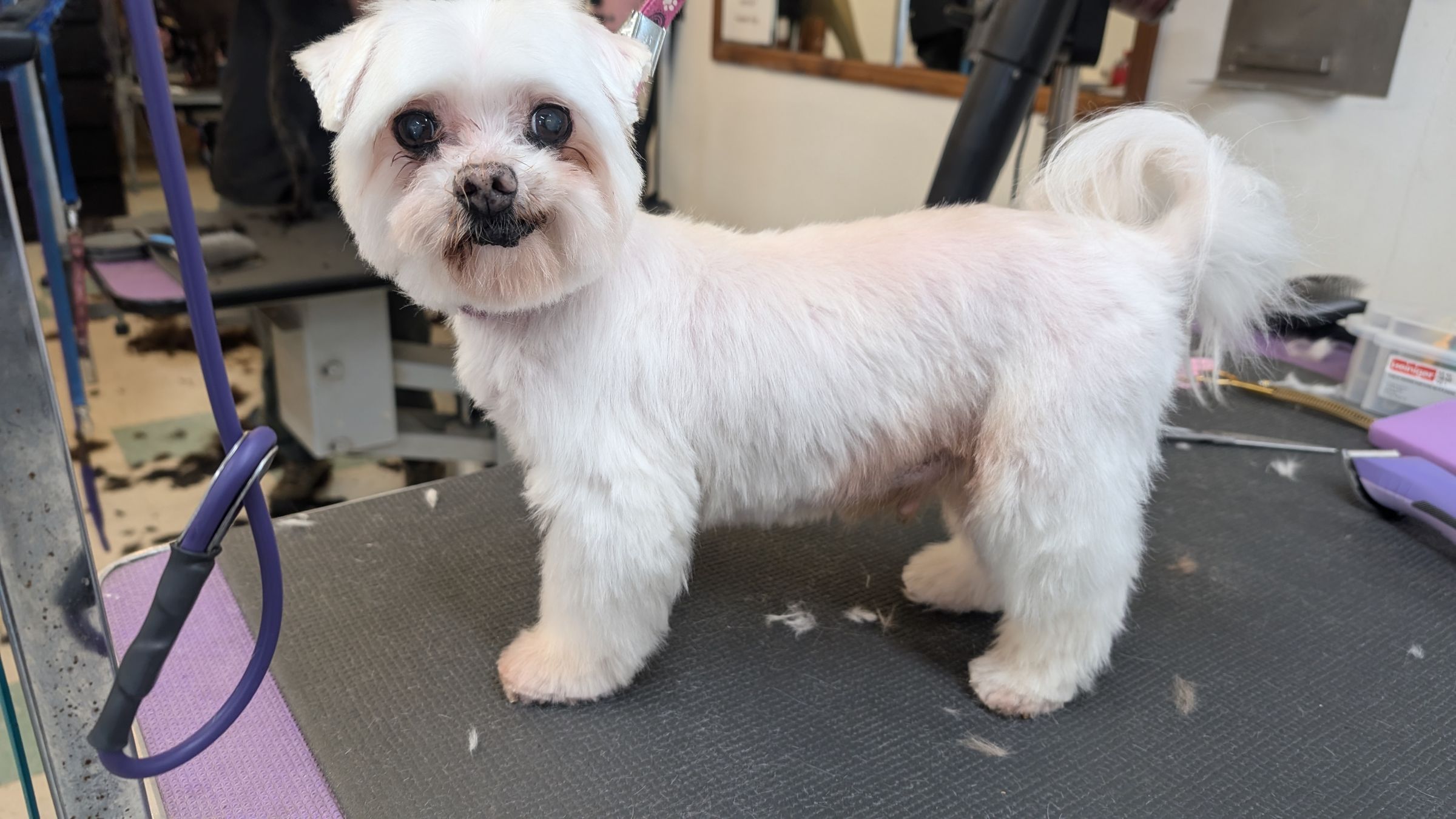 Groomzy Paws Dog Grooming | Taunton's image