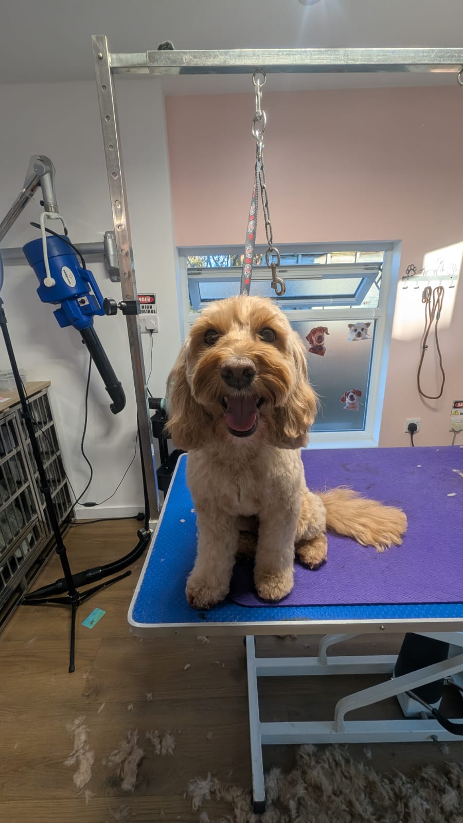Groomzy Paws Dog Grooming | Taunton's image