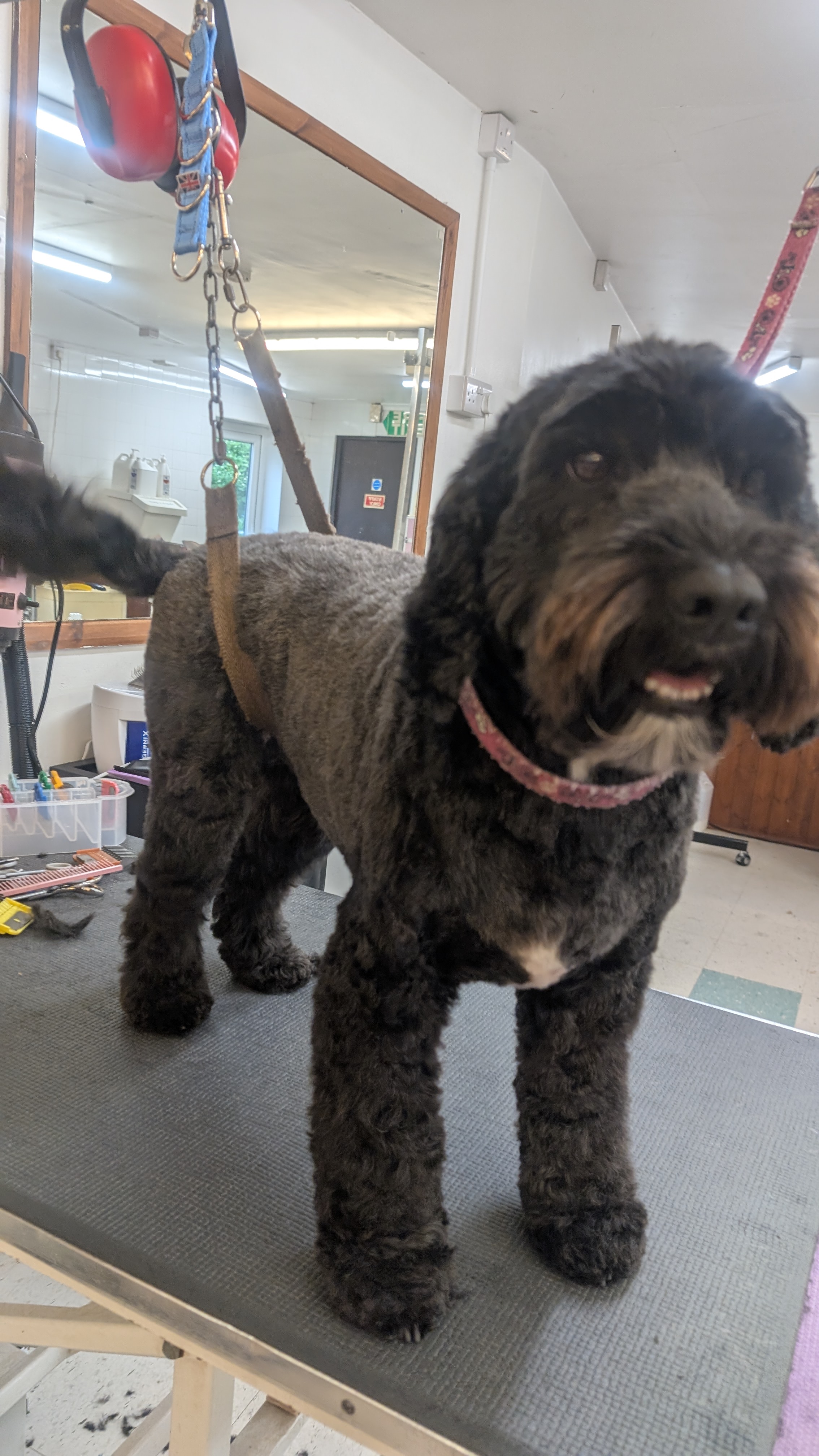 Groomzy Paws Dog Grooming | Taunton's image