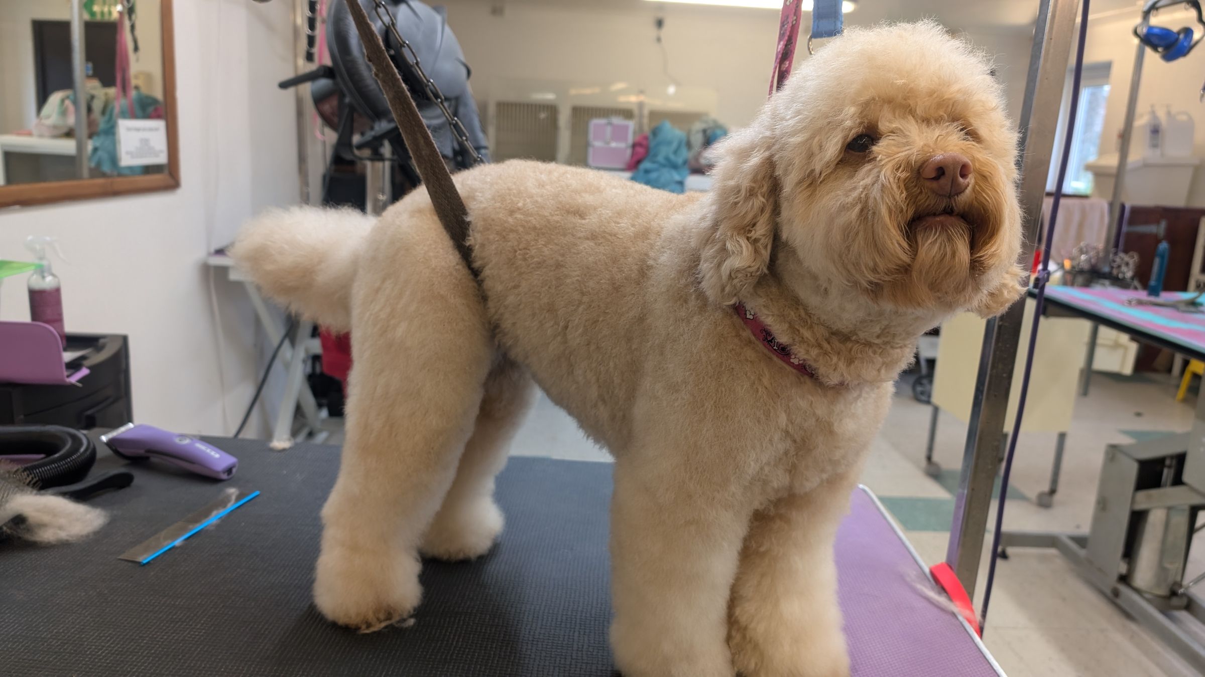 Groomzy Paws Dog Grooming | Taunton's image