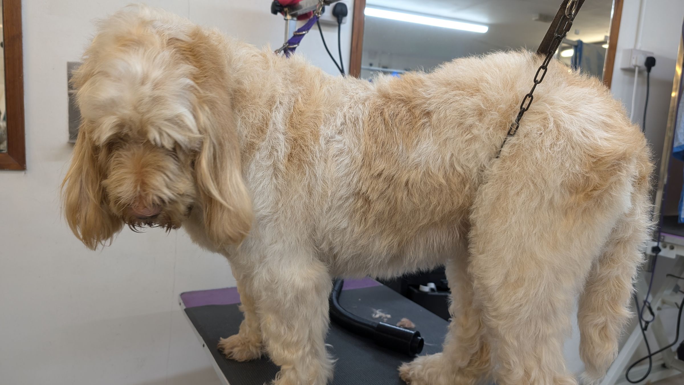 Groomzy Paws Dog Grooming | Taunton's image