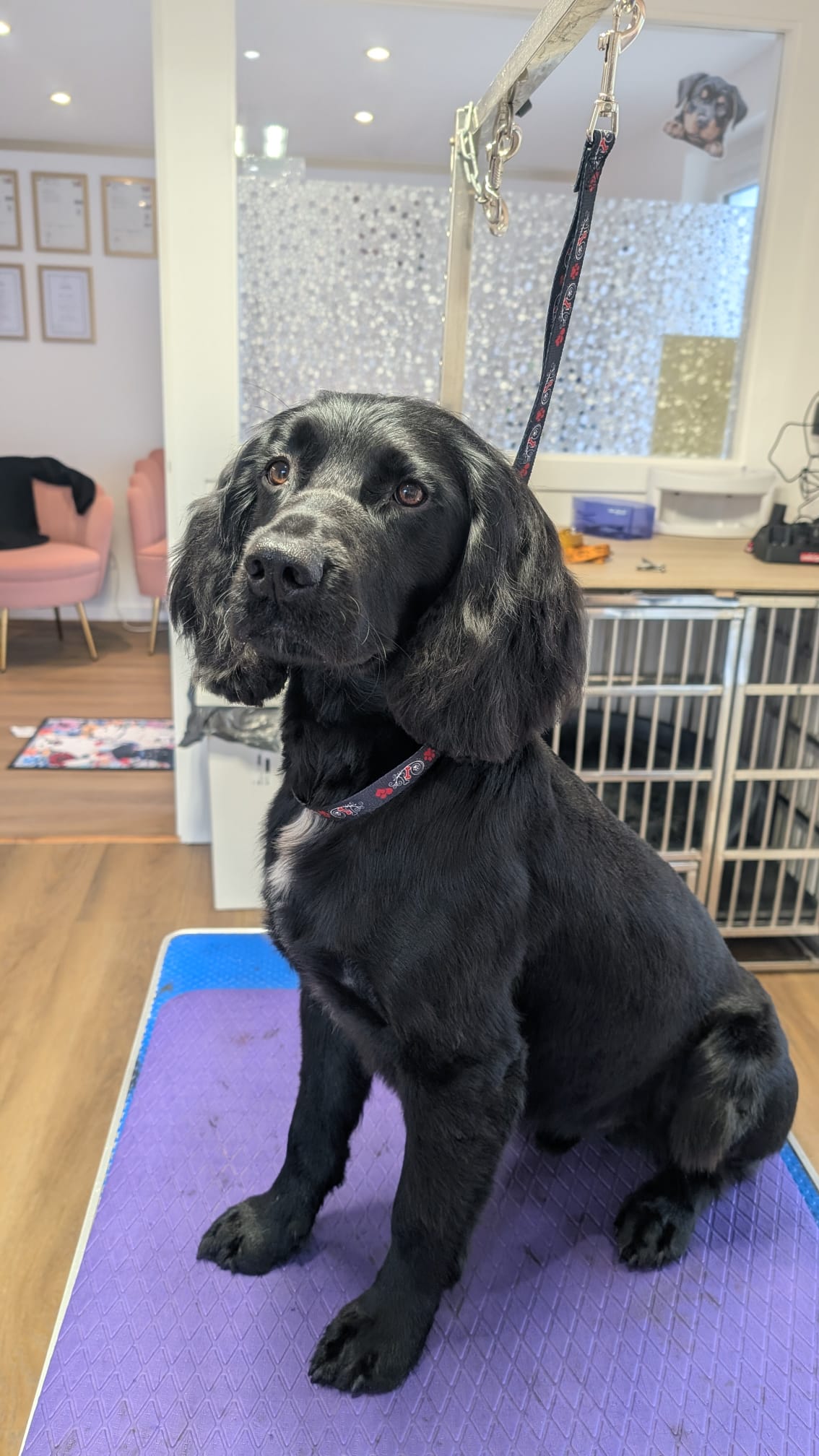 Groomzy Paws Dog Grooming | Taunton's image