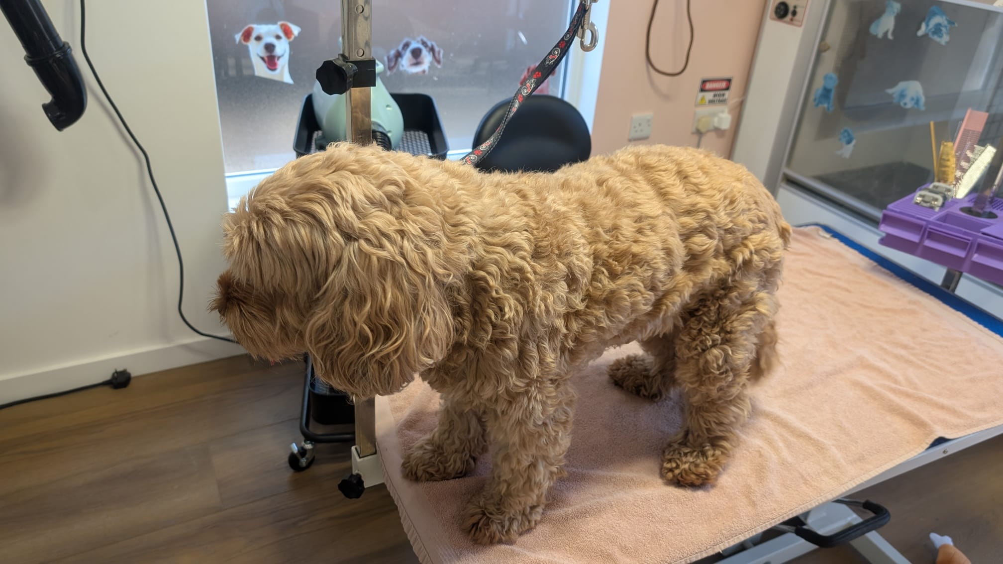 Groomzy Paws Dog Grooming | Taunton's image