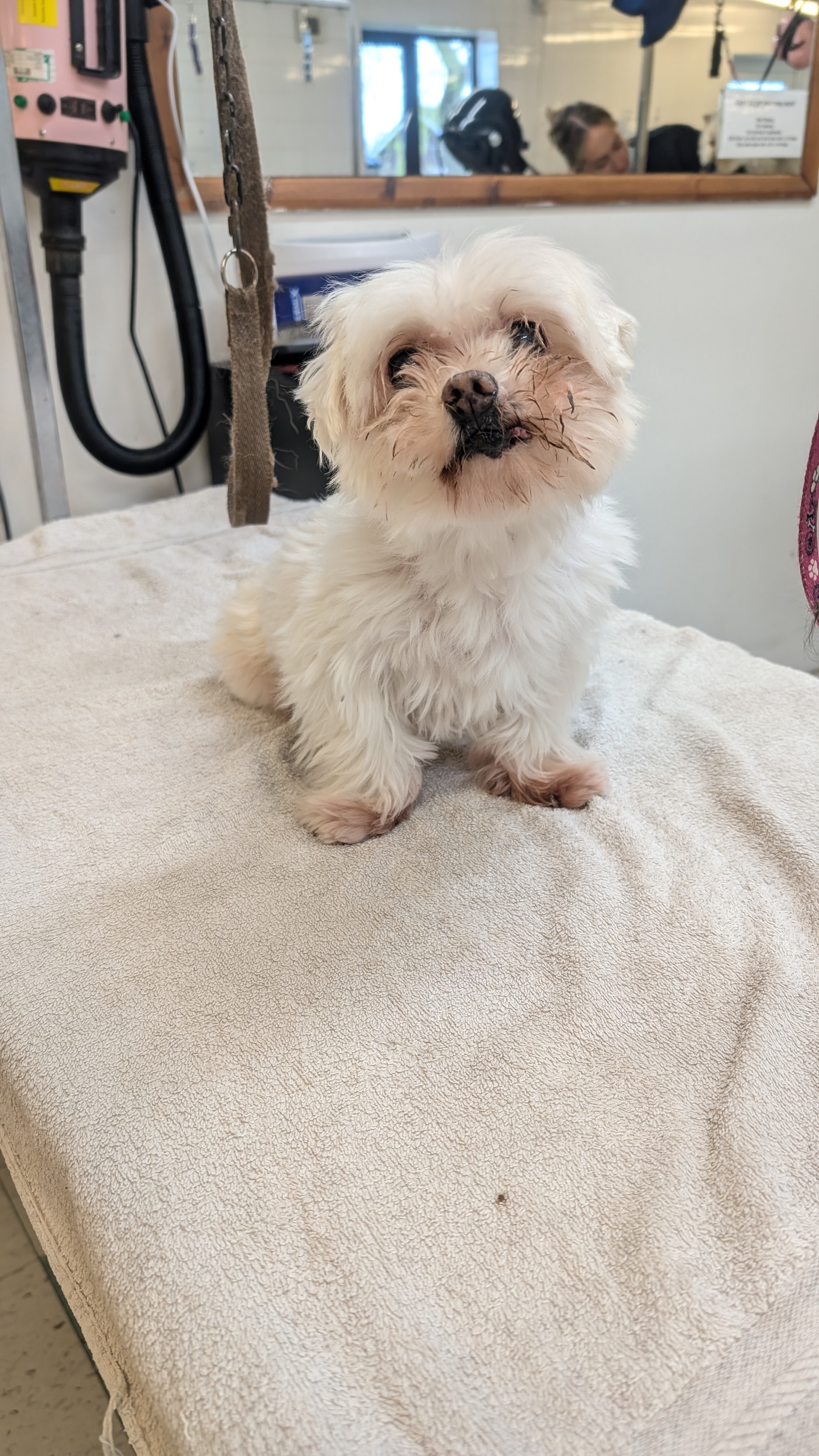 Groomzy Paws Dog Grooming | Taunton's image