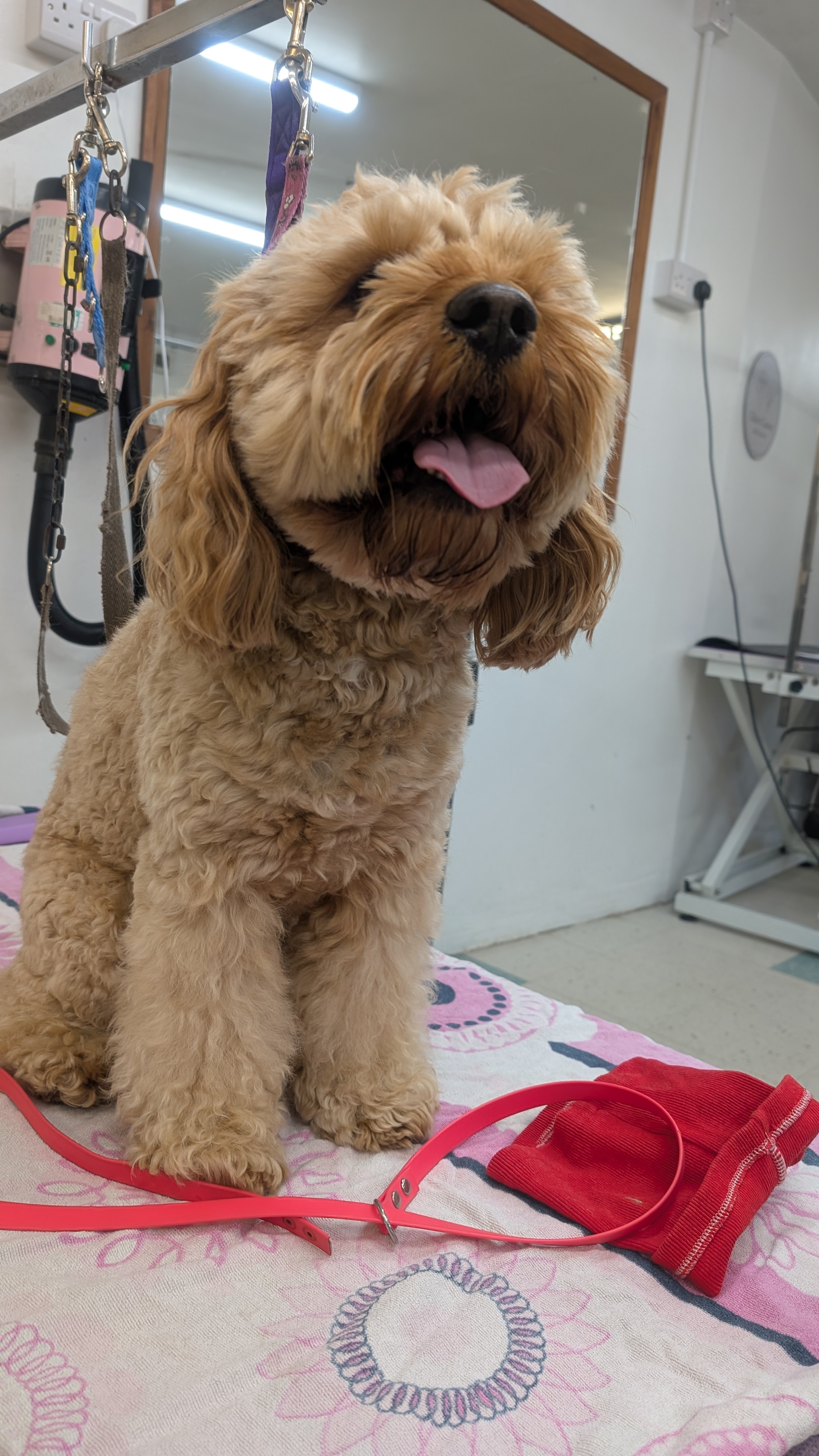 Groomzy Paws Dog Grooming | Taunton's image