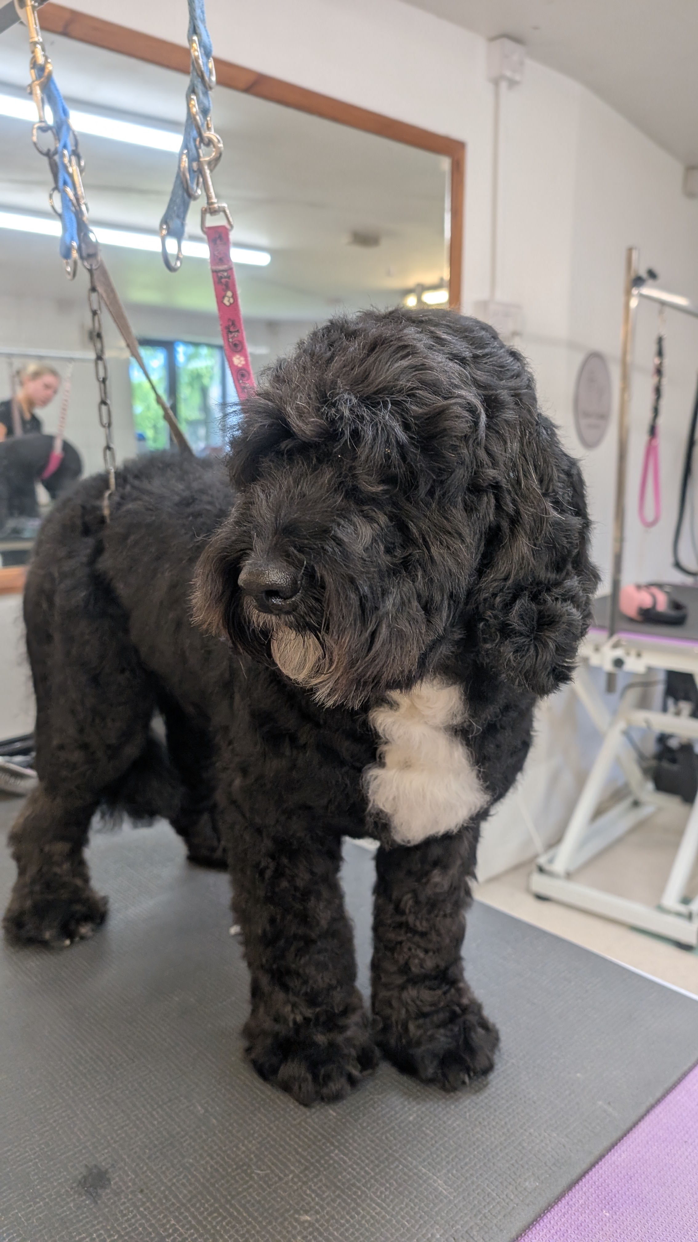 Groomzy Paws Dog Grooming | Taunton's image