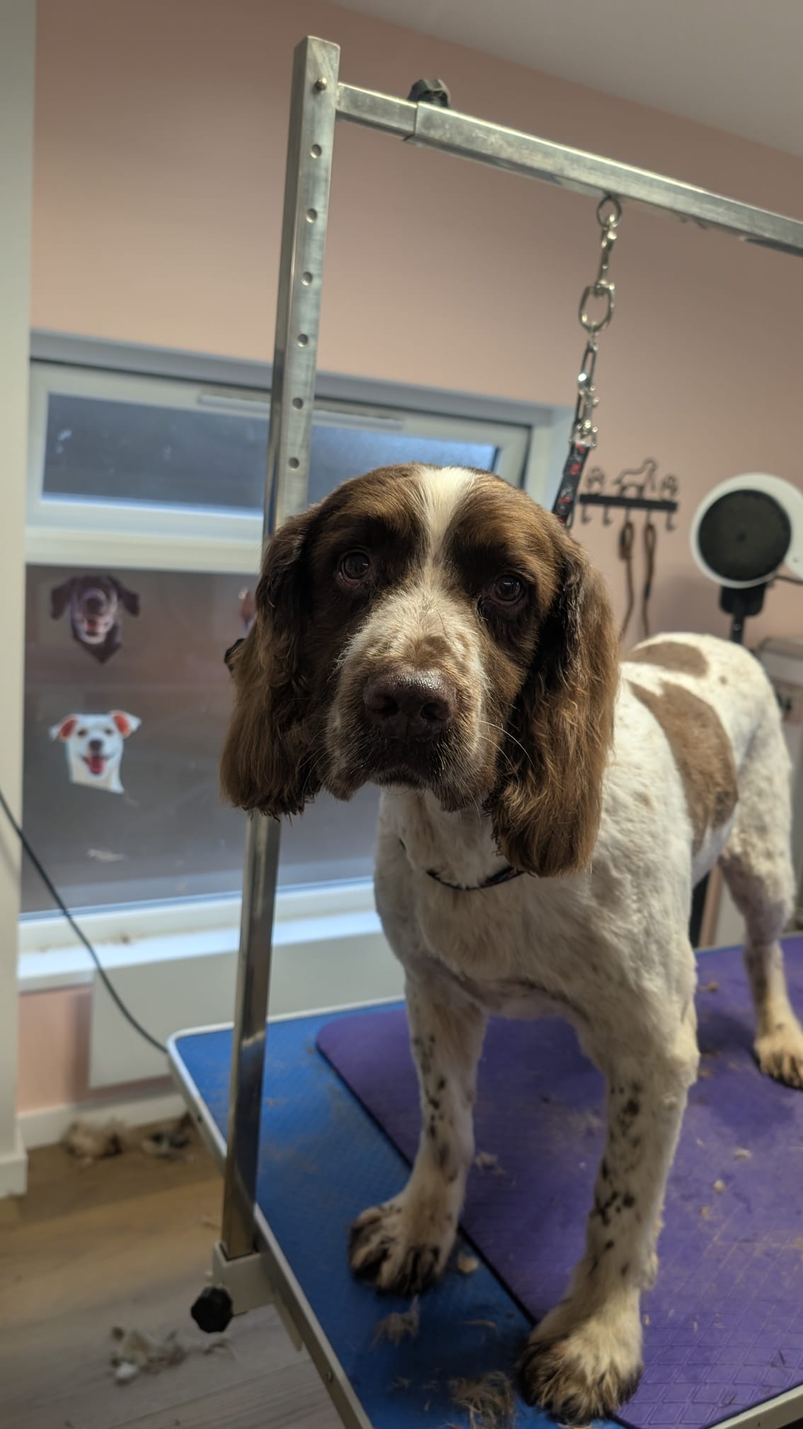 Groomzy Paws Dog Grooming | Taunton's image