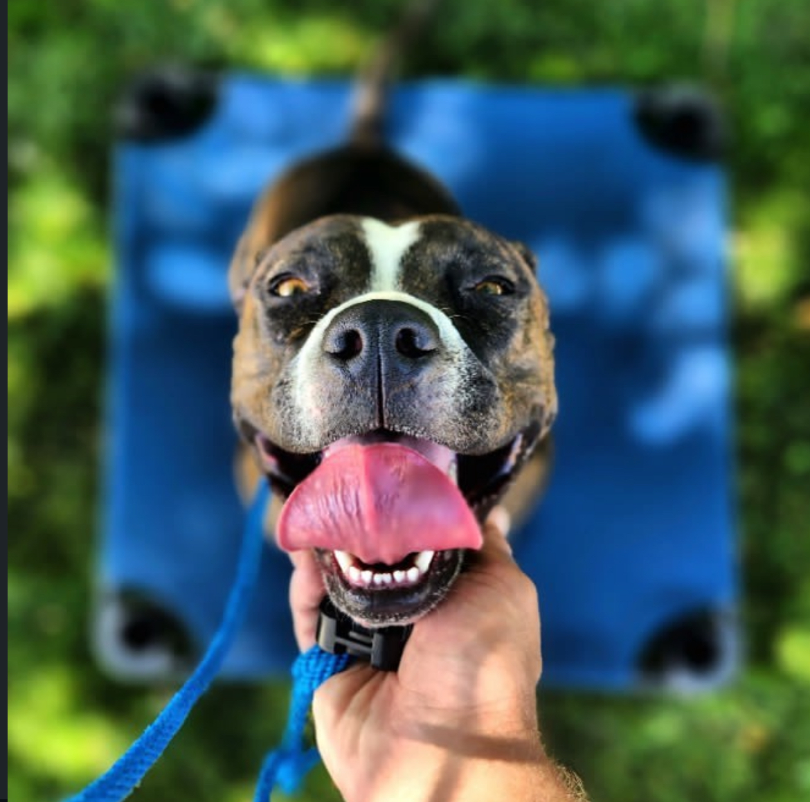 The Goode Dog's image