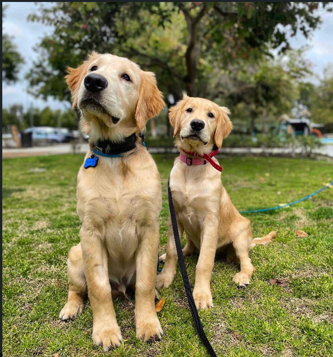 The Goode Dog's image