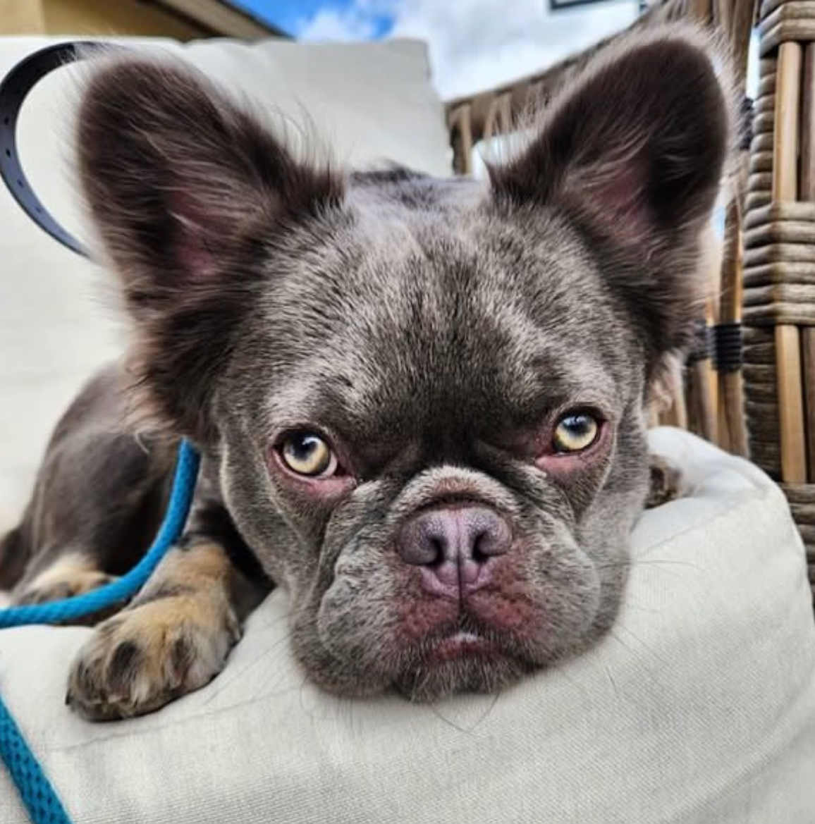 The Goode Dog's image