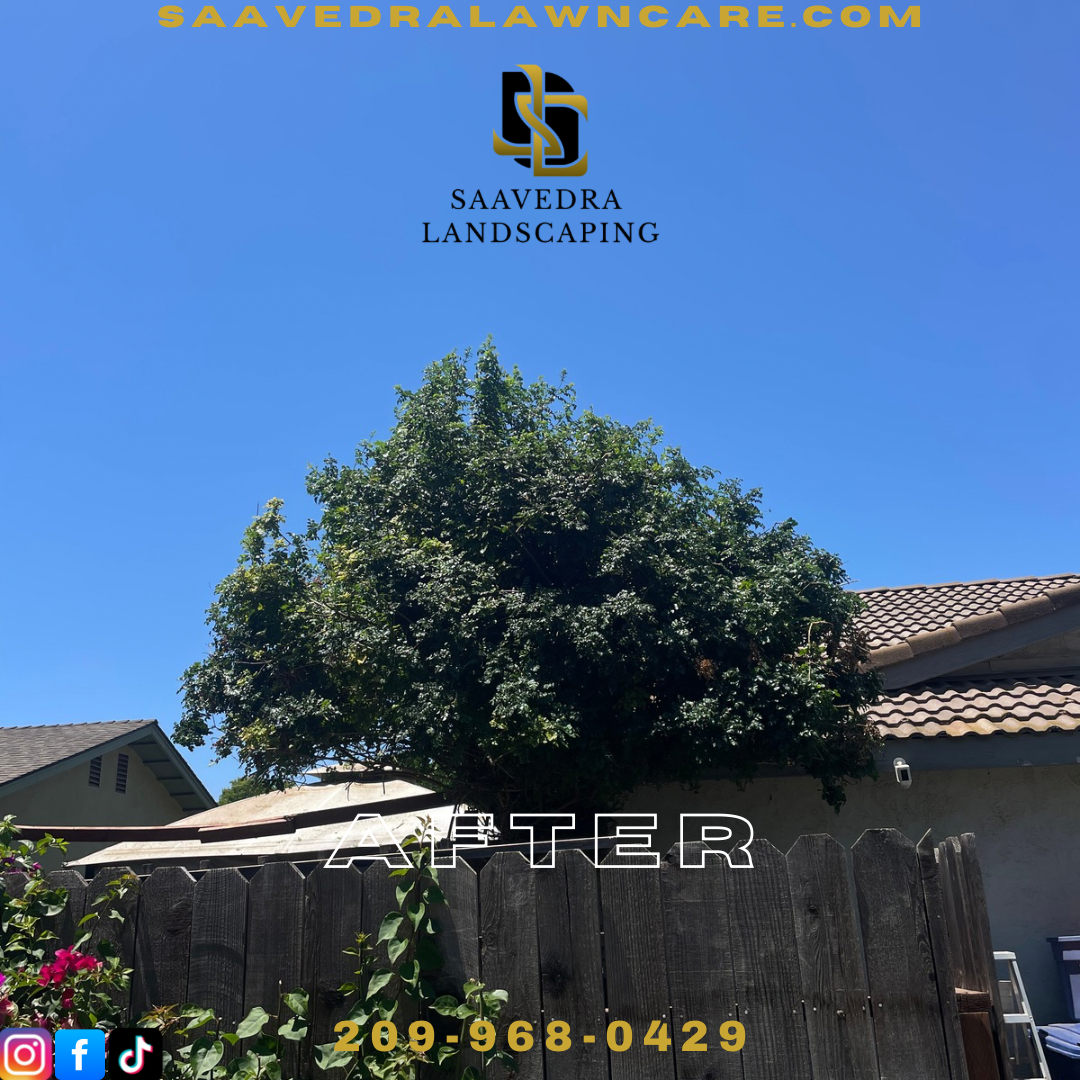 SAAVEDRA LANDSCAPING's image