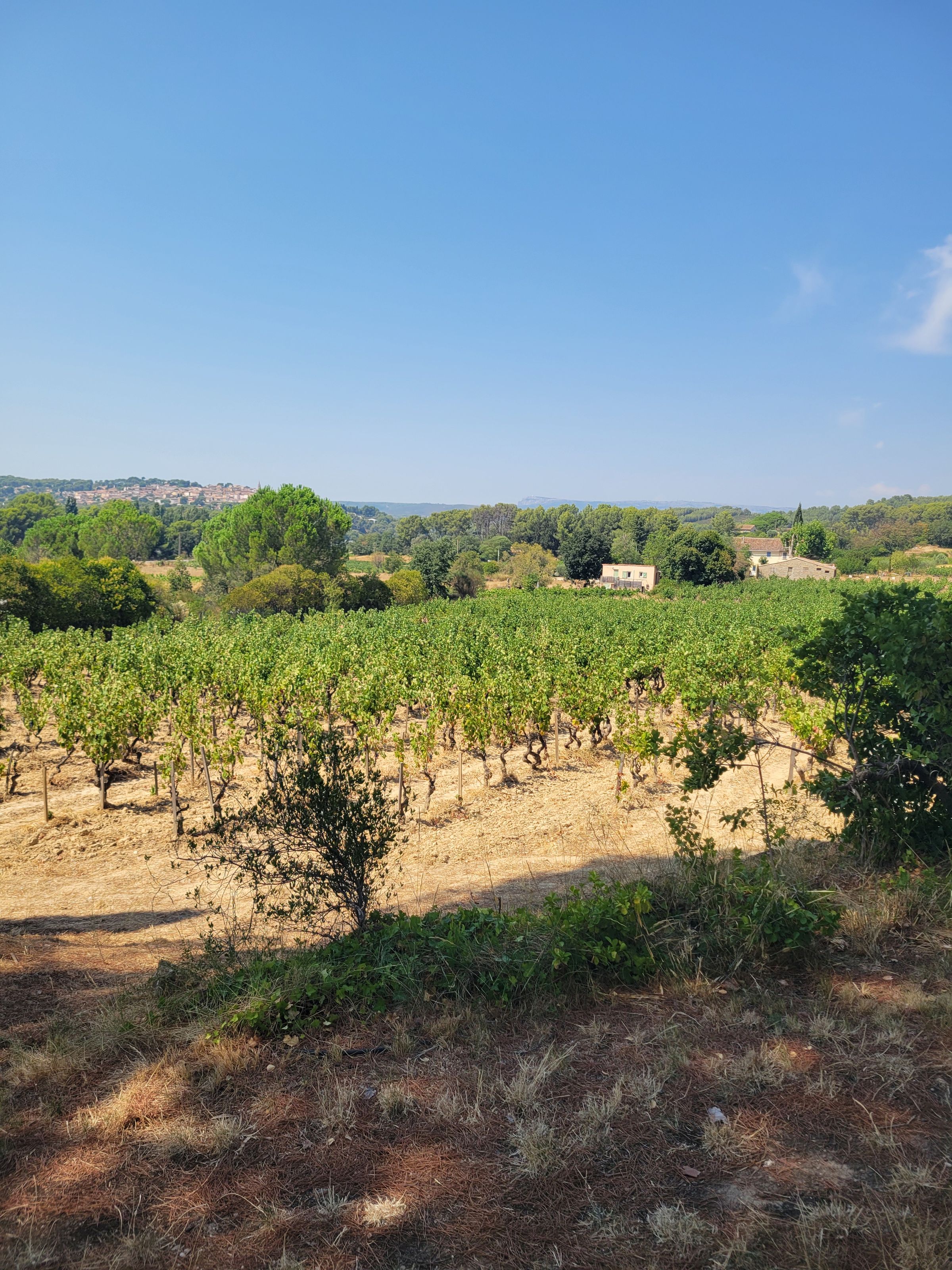 *On Call Somm*'s image