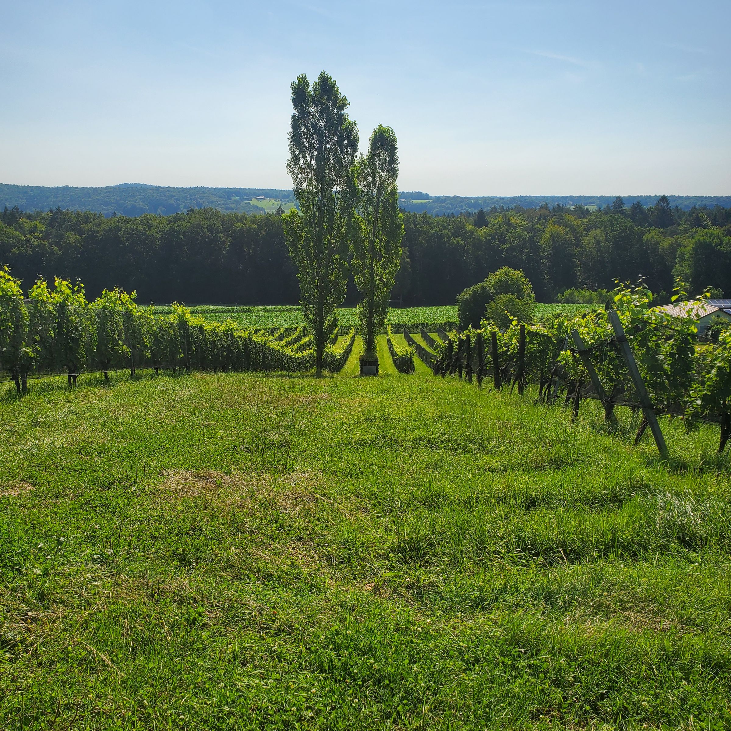 *On Call Somm*'s image