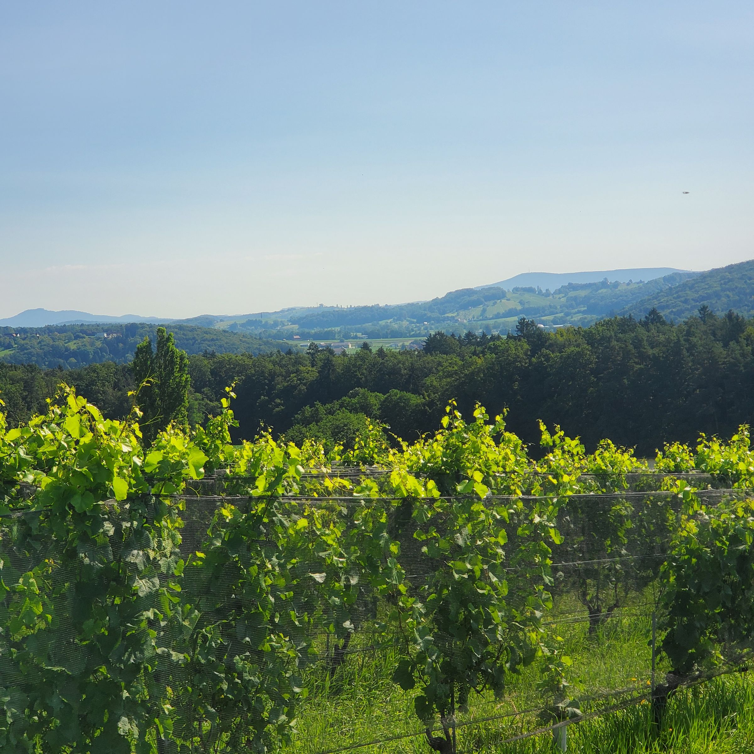 *On Call Somm*'s image