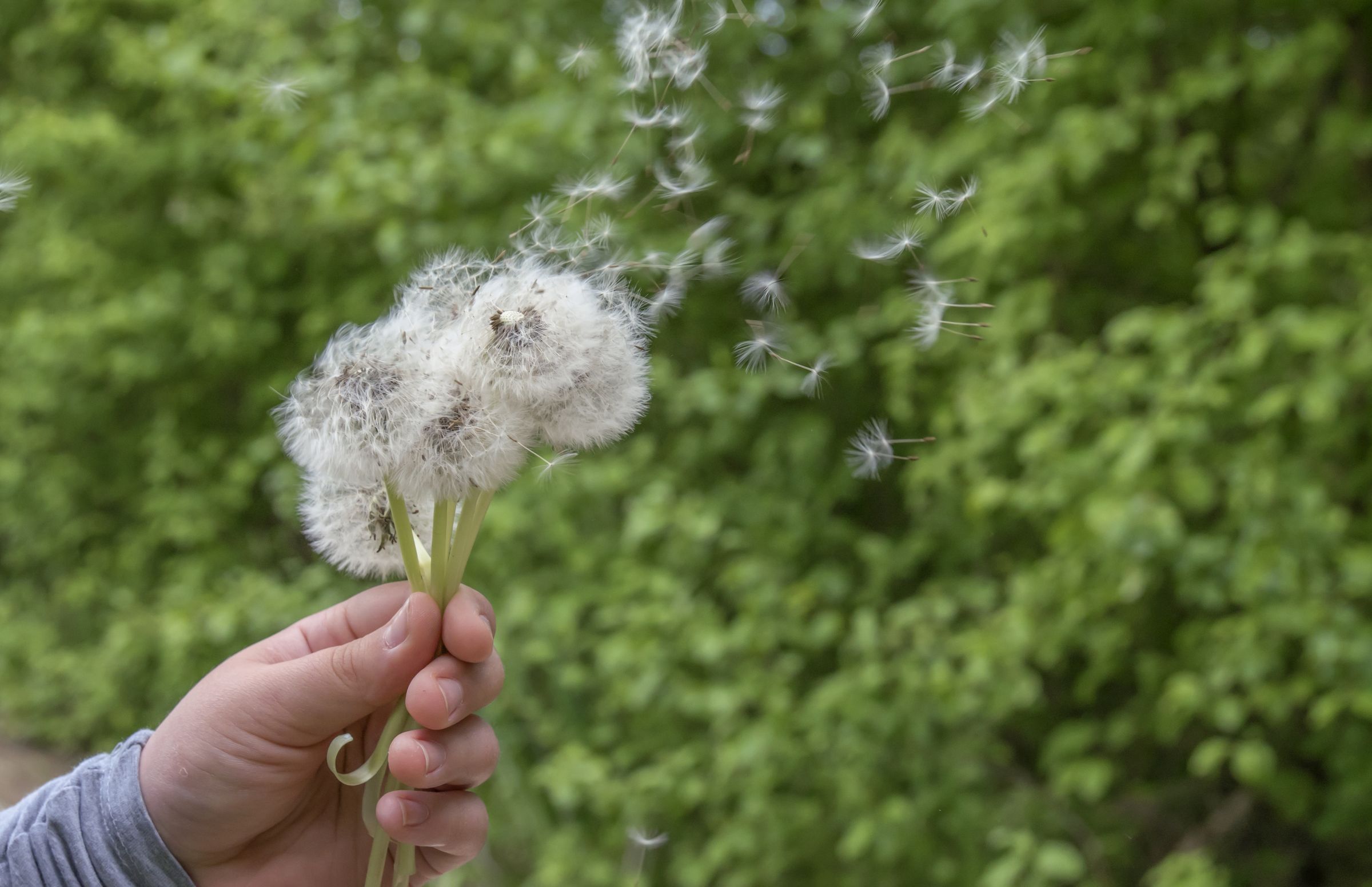 Dandelions and Structured Literacy Tutoring