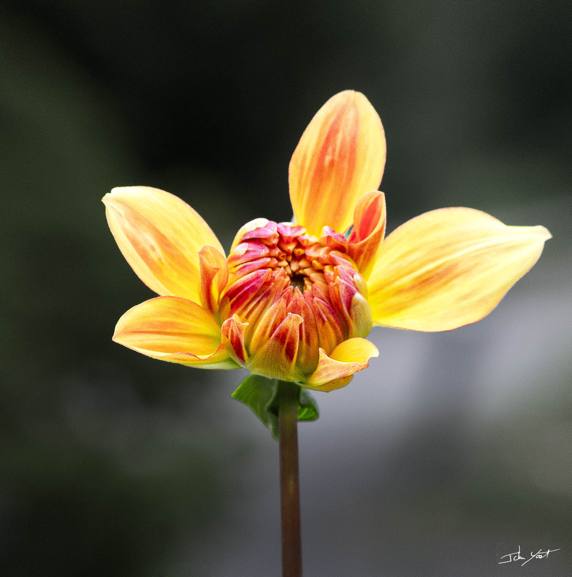 The Gifted Find's image