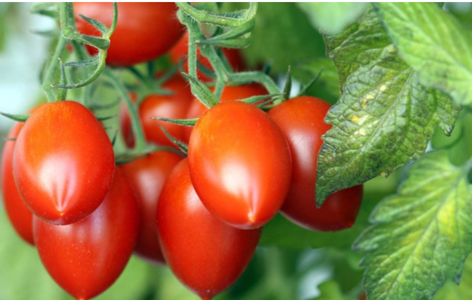 Fruit exporter Mauritius 's image