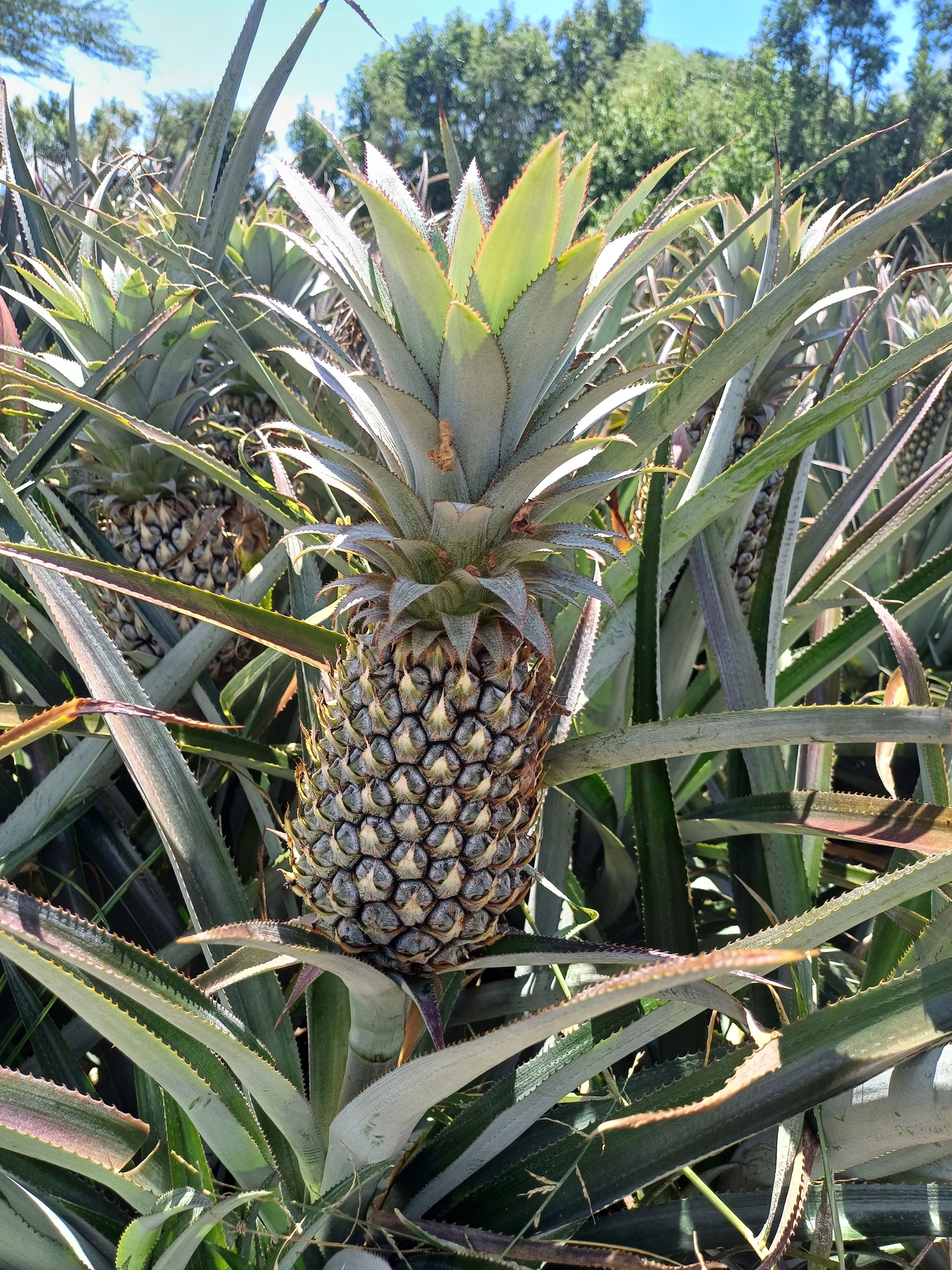 Growing Quality. Exporting Freshness's image