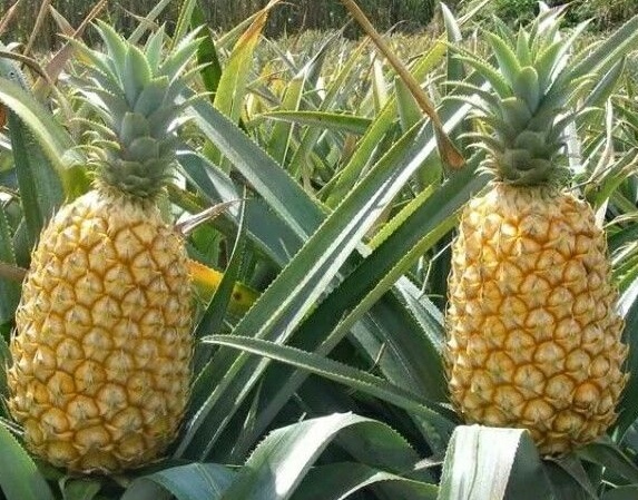 Fruit exporter Mauritius 's image