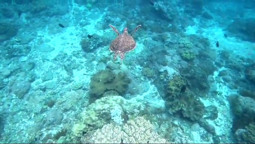 Sea turtles swimming by