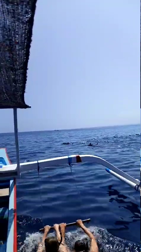 Dolphin safari