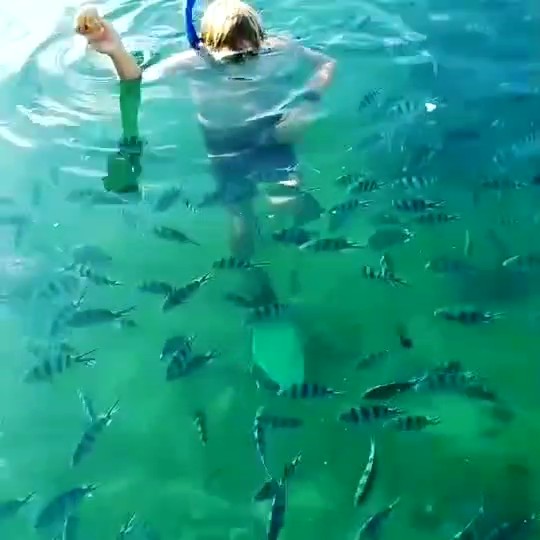 Feeding fish at a reef