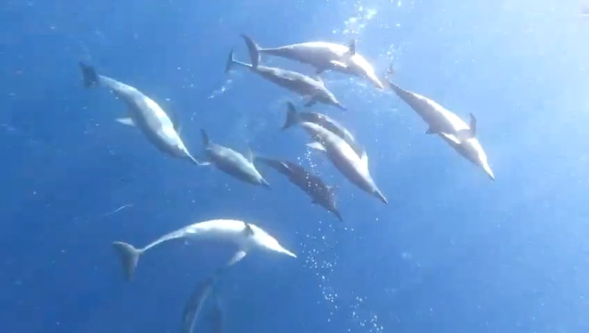 Dolphins all around you you