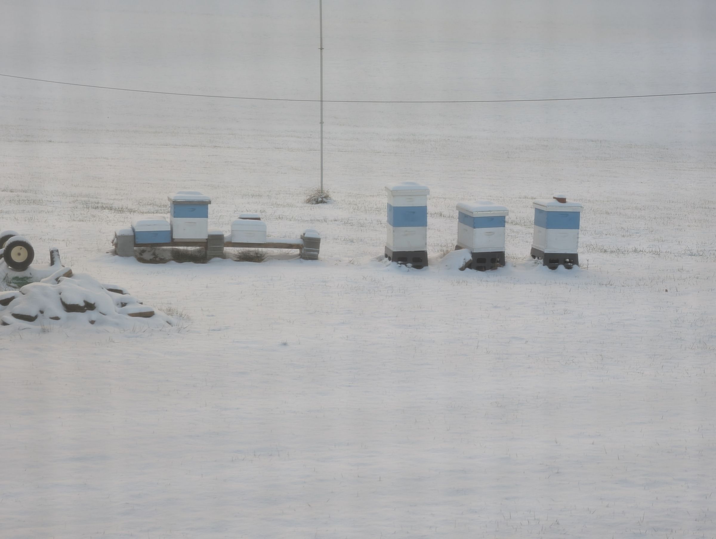 Buzzee Bee Honey's image