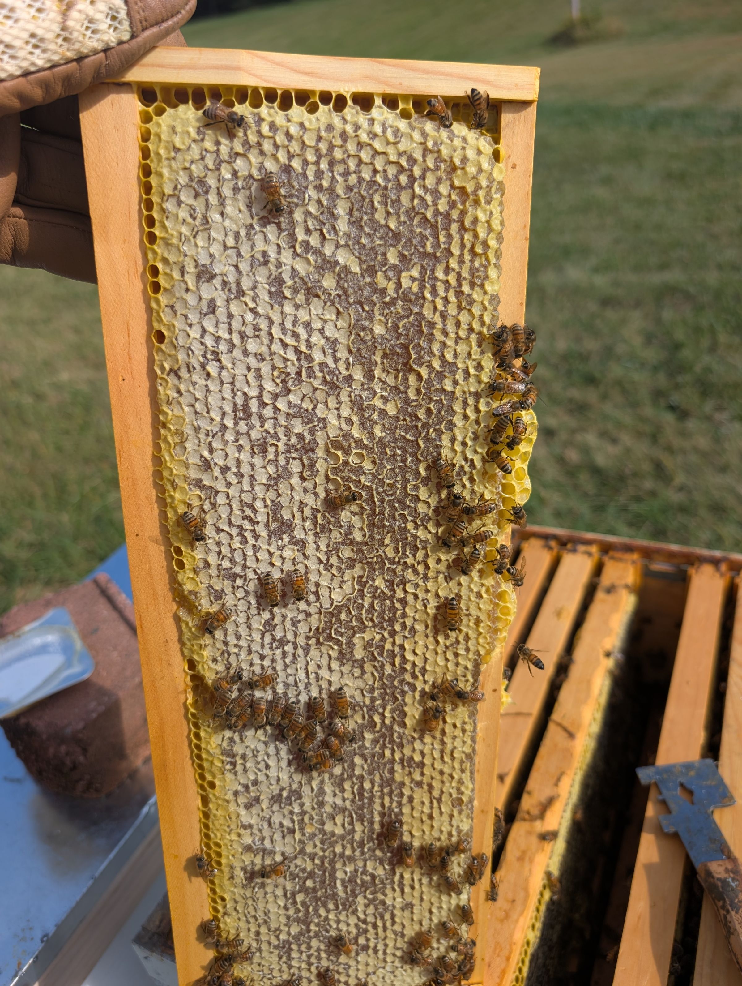 Buzzee Bee Honey's image