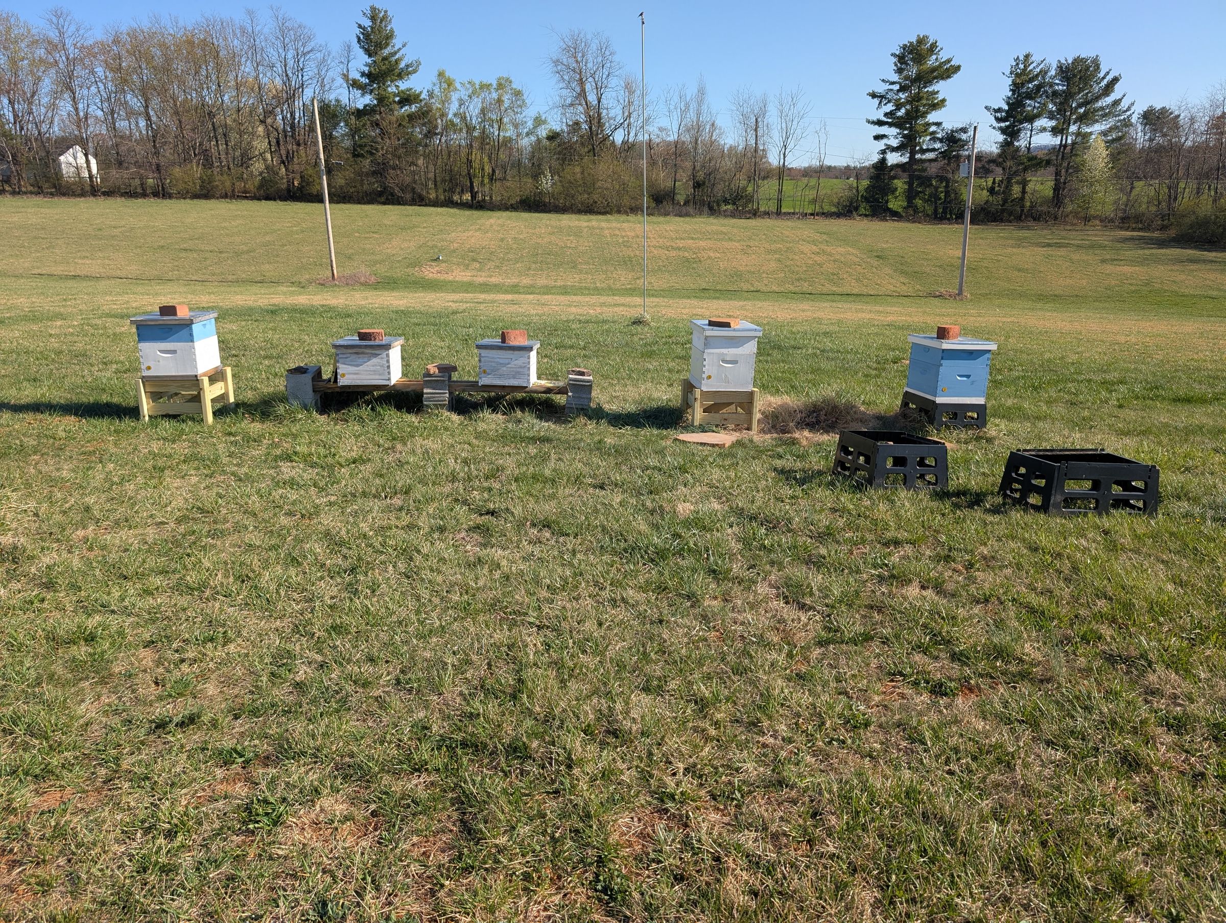 Buzzee Bee Honey's image