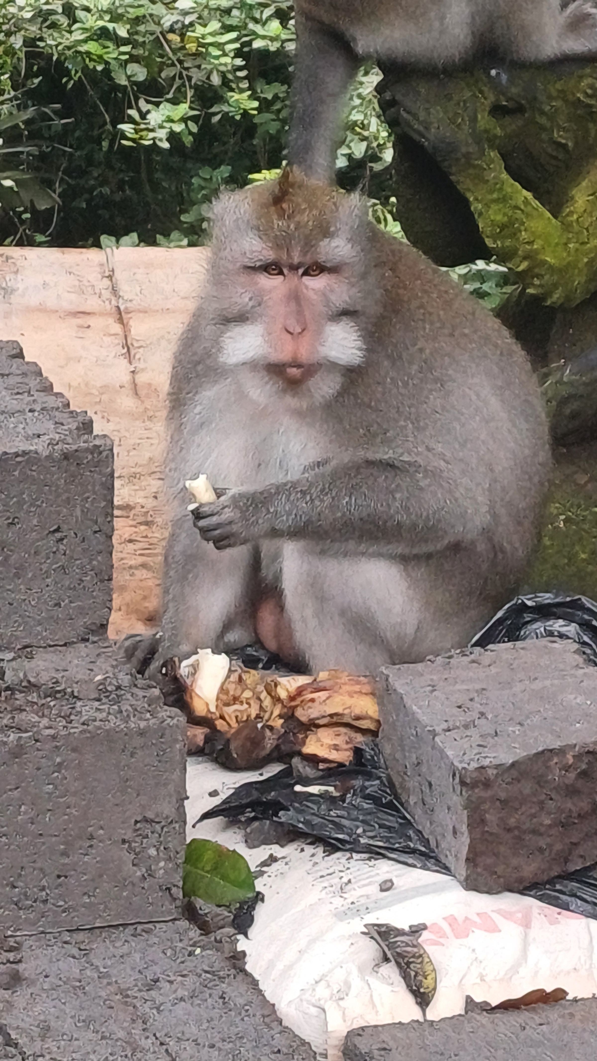 Ubud Monkey Forest