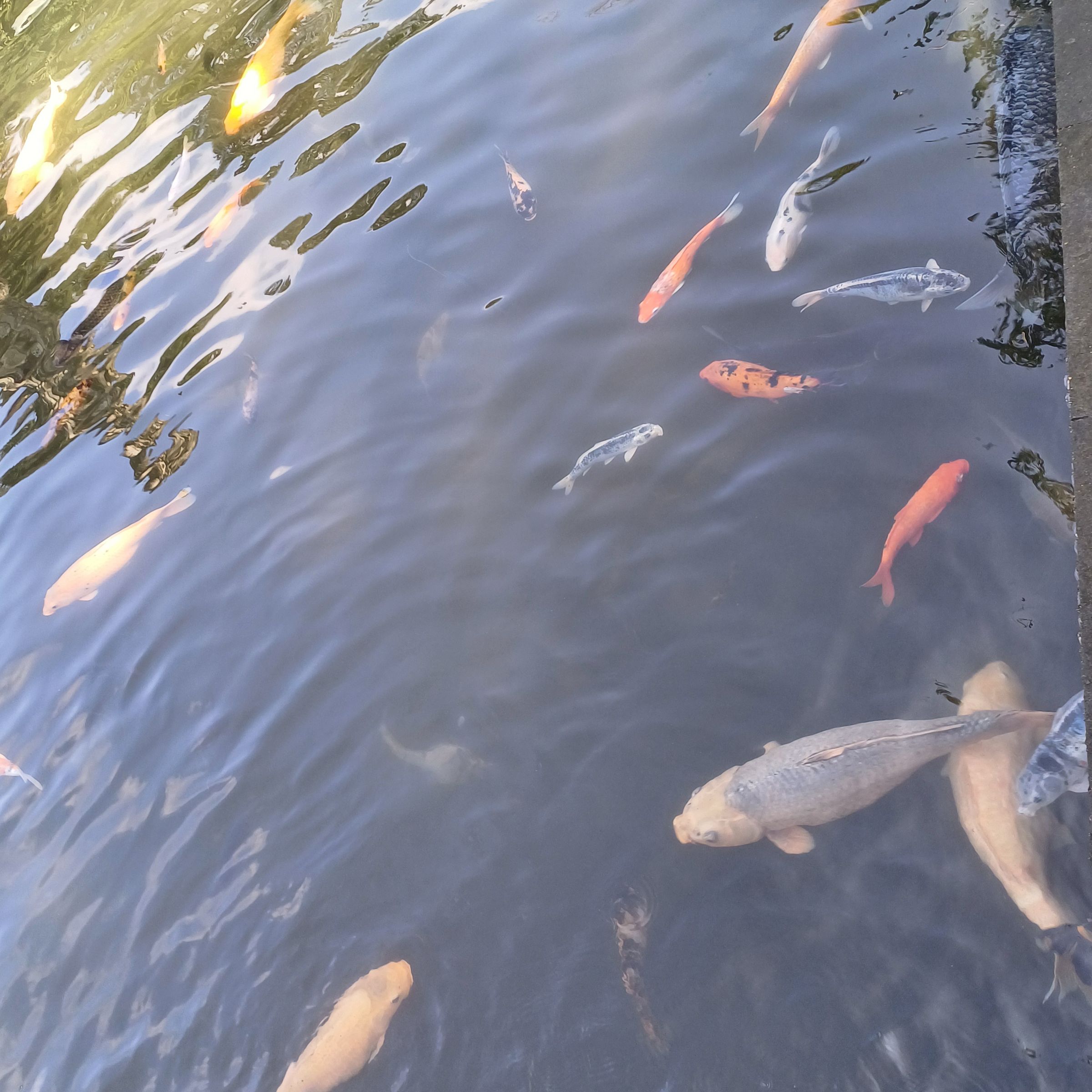 Koi Fish Big Garden Corner Sanur